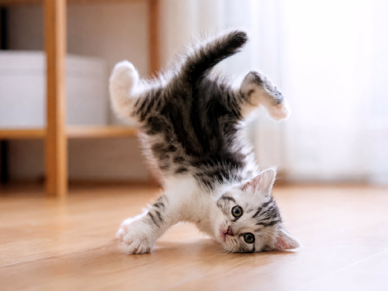 「そぉーれ、逆立ちっ！…あ、コロンッ🤸‍♀️💦 遊びに全力な子猫の無邪気なポーズに思わずクスッとしちゃいますね😻 #アクロバット猫 #子猫のいる生活 #サバ白 #ねこすたぐらむ #猫好きさんと繋がりたい #キジトラ #子猫のいる生活 #おもしろ猫 #子猫」Ultra-realistic high-quality photograph of a playful silver tabby and white kitten trying to do a handstand on its front paws and rolling over on a warm wooden floor. The kitten has its hind legs in the air, showing tiny paw pads, and a tail sticking straight up, while resting its cheek on the floor and looking innocently directly at the camera. The background features a softly blurred wooden rack and white curtains beautifully illuminated by natural window light. 柔らかな自然光が差し込む明るい室内で、シルバーの縞模様と白い被毛が美しいサバ白の子猫（アメリカンショートヘア推測）が、フローリングの床で前足をついて逆立ちを試み、そのままゴロンと転がろうとしているアクロバティックな瞬間を捉えた高画質写真。ピンと張ったしっぽや宙に浮いた後ろ足、肉球、そして床に頬をつけながらカメラを見つめる無邪気な瞳が愛らしい。背景には木製のラックと白いカーテンが柔らかくボケており、温かみのある日常の情景が広がっている