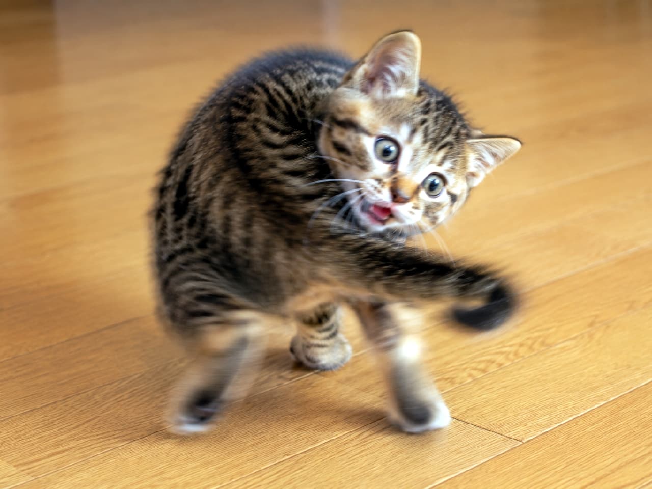 「躍動感バグってる！？🌪️ 荒ぶるポーズとお顔のピントの合い具合が奇跡すぎる一枚😂📸 #おもしろ猫 #躍動感 #キジトラ #子猫のいる暮らし #猫好きさんと繋がりたい #キジトラ #子猫のいる生活 #子猫」Ultra-realistic high-quality photograph of a playful brown tabby kitten spinning rapidly on a wooden floor. The body and tail show strong motion blur, while the face is in sharp focus, capturing a hilarious, wide-eyed, slightly open-mouthed expression mid-action. フローリングの床で激しく遊ぶキジトラ子猫を捉えた高画質写真。体としっぽは高速回転による強いブレ（モーションブラー）がかかっているが、振り返った顔にはピントが合っており、見開いた目と少し開いた口の変顔がシュールな笑いを誘発する奇跡的な瞬間