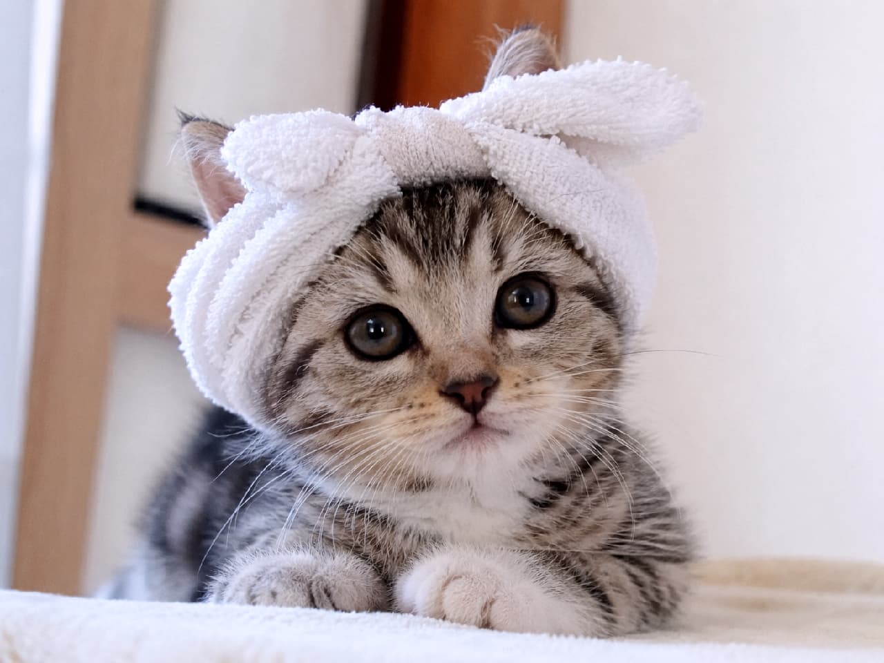 「これからエステにゃの？🧖‍♀️ タオルを巻いてキリッとした真顔がシュールでたまらない😹✨ #サバトラ #お風呂上がり #猫のいる暮らし #ねこすたぐらむ #子猫のいる暮らし #猫好きさんと繋がりたい #キジトラ #子猫のいる生活 #子猫」Ultra-realistic high-quality photograph of a silver tabby kitten wearing a white ribbon-style towel headband, resting its paws and staring directly at the camera with a serious expression. Soft natural light illuminates its clear eyes, striped coat, and the fluffy towel texture in a bright room. 白いリボン型のタオルヘッドバンドを頭に巻き、前足を香箱座りのように畳んでこちらを真顔で見つめるサバトラ子猫の高画質写真。丸く澄んだグレーの瞳と美しいシルバーの縞模様、そしてふんわりとしたタオルの質感が、柔らかな自然光に包まれている。背景は白を基調とした明るい室内