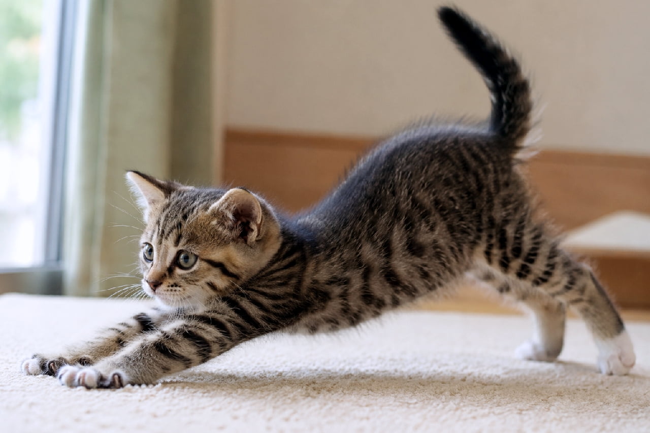 「全集中・猫の呼吸…！🧘‍♀️ 伸びのポーズなのに目力が強すぎるギャップにじわじわきちゃう🤣 #猫ヨガ #のびのび #キジ白 #子猫のいる暮らし #猫好きさんと繋がりたい #キジトラ #子猫のいる生活 #子猫」Ultra-realistic high-quality photograph of a tabby and white kitten doing a deep stretch (downward dog pose) on a beige carpet near a bright window. Its tail is straight up, and it is staring intensely to the left with wide-open eyes, creating a funny, highly focused expression. 明るい窓辺のベージュのカーペットの上で、前足を限界まで前に伸ばし、お尻を高く上げた「伸び（ダウンドッグ）」のポーズをするキジ白（白い靴下模様）の子猫の高画質写真。しっぽをピンと立て、目を見開いて一点を凝視する真剣すぎる表情がシュールでユーモラス