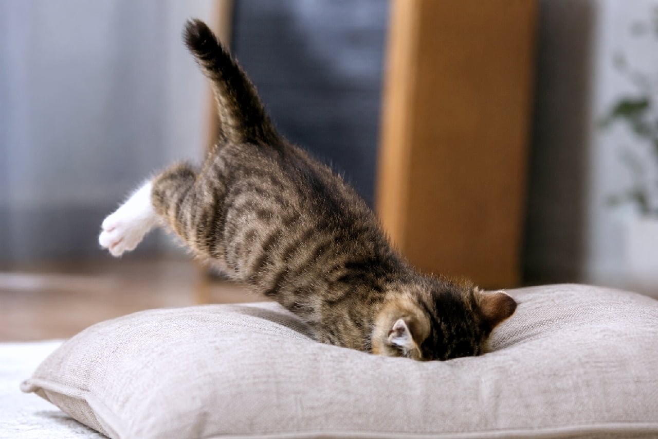「限界突破の行き倒れ寝💤 顔面からクッションにダイブしてそのまま夢の中へ…今日もお疲れ様ニャ😹🛌 #ごめん寝 #変な寝相 #キジトラ #ねこすたぐらむ #子猫のいる暮らし #猫好きさんと繋がりたい #キジトラ #子猫のいる生活 #子猫」Ultra-realistic high-quality photograph of a tabby and white kitten face-planting directly into a beige cushion. Its face is completely buried, and its hind legs and tail are comically raised in the air, capturing a surreal and hilarious sleeping pose. ベージュのクッションに顔面から勢いよく突っ込み、そのままフリーズしたかのようなキジ白子猫の高画質写真。顔は完全に埋もれ、ピンと張ったしっぽと後ろ足を宙に浮かせたアクロバティックな「行き倒れ寝（ごめん寝）」のポーズが非常にシュールで笑いを誘う