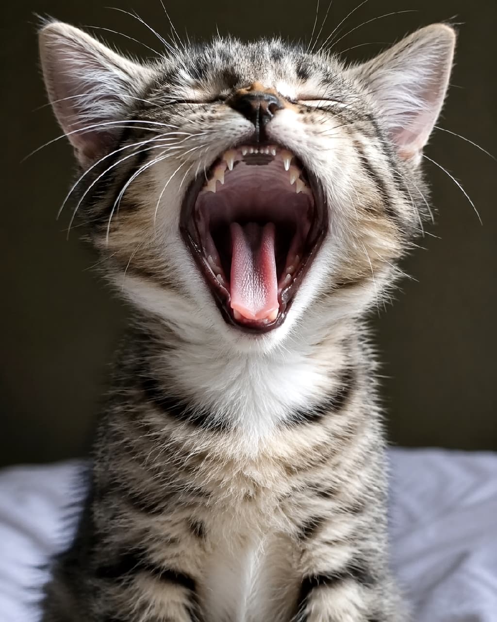 「ガオーーーッ！！🦁🔥 子猫サイズの百獣の王、ここに爆誕！？迫力満点の大あくびに圧倒されちゃう🙀 #子猫のあくび #がおー #キジトラ #子猫のいる暮らし #猫好きさんと繋がりたい #キジトラ #子猫のいる生活 #子猫」Ultra-realistic high-quality photograph of a brown tabby kitten sitting on a white bed against a dark background, yawning massively with its head tilted up. The dramatic lighting highlights the textured tongue and tiny teeth, making the yawn look like a fierce, yet comical, lion's roar. ダークな背景を前に、白いシーツの上に座るキジトラ子猫が天を仰ぐように大あくびをしている高画質写真。大きく開かれた口の中のギザギザの舌や鋭い牙が鮮明に写し出され、上からの劇的なライティングがまるでライオンの咆哮のような迫力とシュールさを演出している