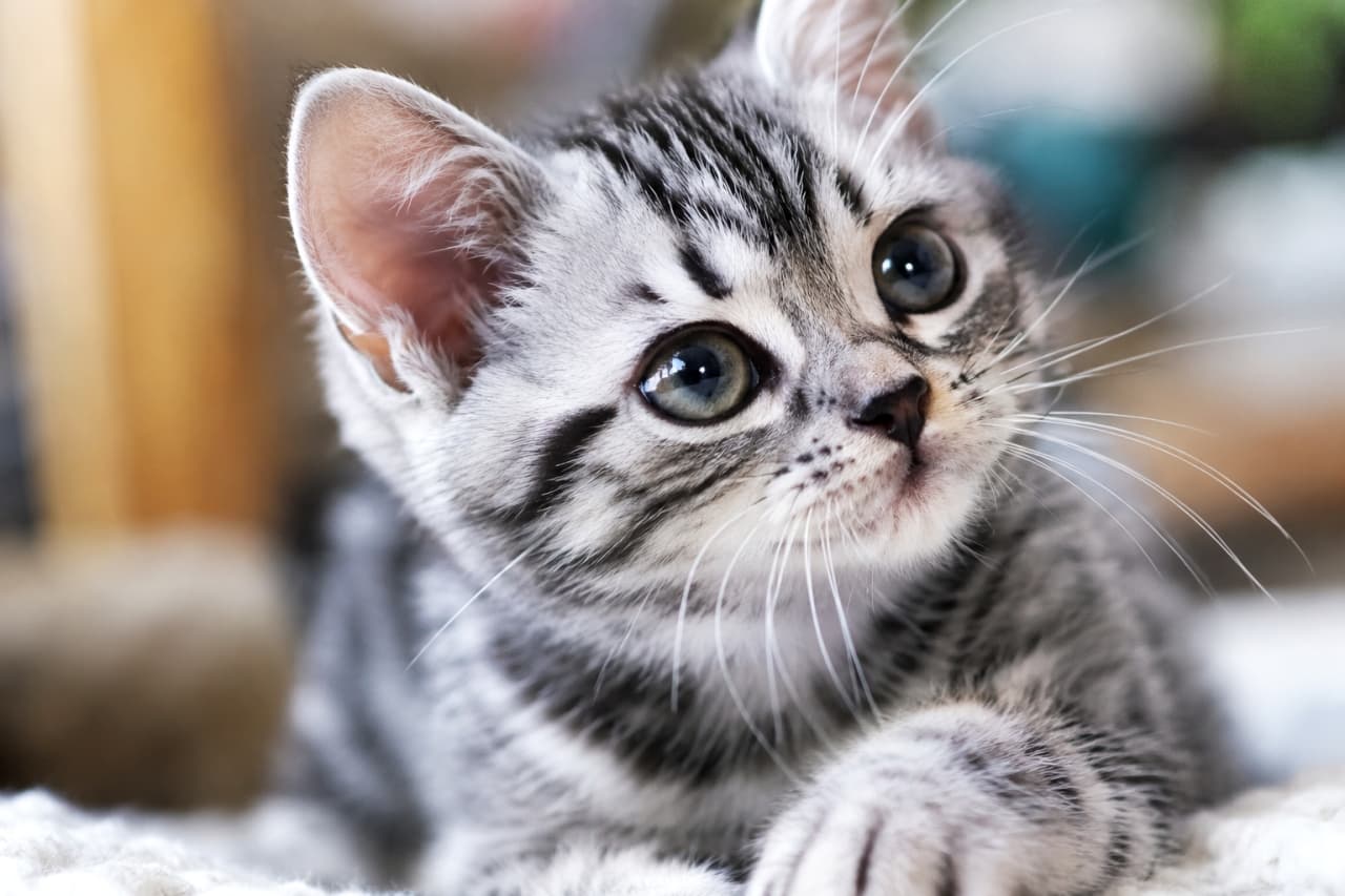 「この柄、完璧でしょ?アメショの子猫くん、元気いっぱいの45度アングルで冒険中!🐾✨」Ultra-realistic high-quality photograph of an American Shorthair kitten in a silver tabby coat. Displays the clear classic tabby pattern, green eyes, and large erect ears. The kitten is staring upwards from a 45-degree angle with a lively, curious expression. アメリカンショートヘアのシルバータビーの子猫。明瞭なクラシックタビー柄、グリーンの目、大きな立ち耳。45度のアングルで上を見上げ、元気で活発、好奇心旺盛な表情。被毛の一本一本までリアル。背景は柔らかなボケ