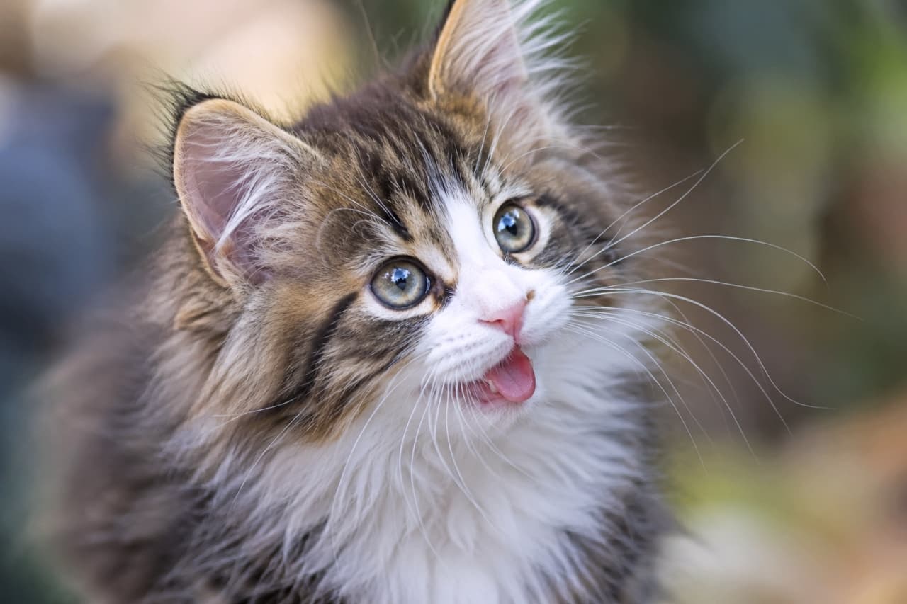 「ふさふさの胸毛とペロッと出した舌がたまらない!お茶目なノルウェージャンフォレストキャットの45度アングル😋💕」Ultra-realistic high-quality photograph of a Norwegian Forest Cat kitten in a brown tabby and white coat. The 45-degree angle perfectly captures the triangular face shape and abundant neck ruff. The kitten has a playful expression with its tongue slightly out, highlighted against a soft bokeh background. ノルウェージャンフォレストキャットのブラウンタビー&ホワイトの子猫。45度アングルから、特徴的な逆三角形の顔立ちと、豊かな首周りの飾り毛がはっきりとわかる。小さく舌を出したお茶目な表情で、ブラウンとホワイトの模様が柔らかな光と背景のボケによって立体的に浮かび上がっている