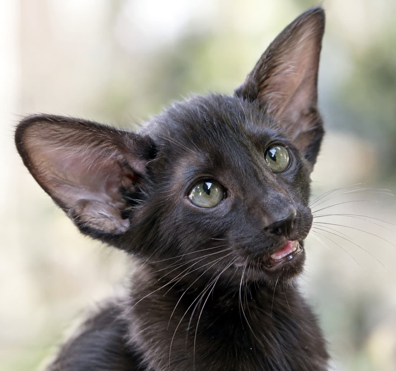 「シャープな輪郭と大きな耳がスタイリッシュ!漆黒のオリエンタルショートヘアの45度アングル🐈⬛✨」Ultra-realistic high-quality photograph of an Oriental Shorthair kitten with an ebony coat. Captured from a 45-degree angle, emphasizing its wedge-shaped head, extremely large ears, and sleek black fur. A playful, slightly open-mouthed expression is highlighted by soft lighting and a bokeh background. オリエンタルショートヘアのエボニー(黒)の子猫。45度アングルから、V字型のシャープな顔立ちと、非常に大きくピンと立った耳、艶やかな黒い短毛が克明に描写されている。口を少し開けた遊び心のある表情が、自然光と柔らかな背景のボケによって美しく引き立っている