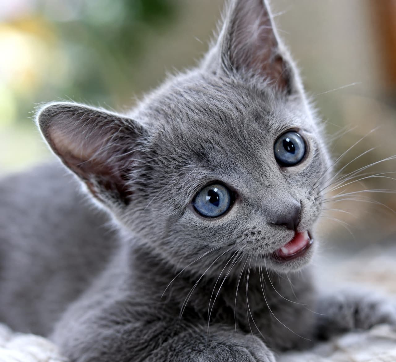 「美しいブルーの被毛と青い瞳のハーモニー!遊び心あふれるロシアンブルーの45度アングル🐾💙」Ultra-realistic high-quality photograph of a Russian Blue kitten with a blue coat. The 45-degree angle highlights the distinct silver-tipped short fur and direct gaze of its blue eyes, capturing a playful expression with its mouth slightly open against a blurred background. ロシアンブルーのブルーの被毛の子猫。45度のアングルから、特徴的なシルバーティッピングを帯びたブルーの短毛と、真っすぐに見つめる青い瞳がシャープに捉えられている。口を少し開けた遊び心のある表情が、自然光と滑らかな背景のボケによって美しく引き立っている