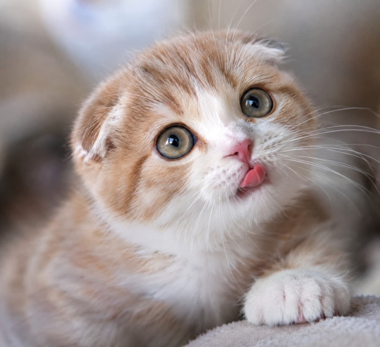 「はい、反則級のテヘペロ入りましたー!😋💕 スコティッシュの子猫ちゃん、おねだりの45度アングルです🐾💖」Ultra-realistic high-quality photograph of a Scottish Fold kitten with a cream tabby and white coat. Features the characteristic folded ears, large amber eyes, and a pink nose with its tiny pink tongue sticking out. Looking up from a 45-degree angle with a playful expression. スコティッシュフォールドのクリームタビー&ホワイトの子猫。前に折れた耳、大きな琥珀色の目、ピンクの鼻。45度のアングルで上を見上げ、少し舌を出している(テヘペロ)。お茶目で、おねだりしているような表情