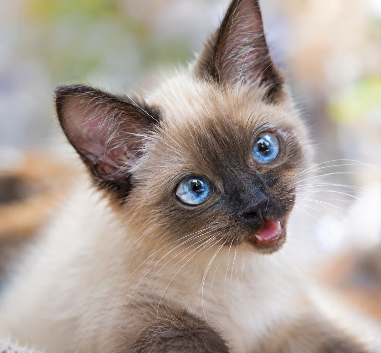 「鮮やかなブルーの瞳とシールポイントのコントラストが最高!遊び心いっぱいのシャム猫の45度アングル🐾✨」Ultra-realistic high-quality photograph of a Siamese kitten with a seal point coat. The 45-degree angle highlights the distinct dark facial markings and striking blue eyes, capturing a playful expression with its mouth slightly open against a blurred background. シャム猫(シールポイント)の子猫。最大のアピールポイントである45度アングルから、特徴的なダークブラウンの顔周りと透き通るような青い瞳がシャープに捉えられている。口を少し開けた遊び心のある表情が、自然光と滑らかな背景のボケによって美しく引き立っている