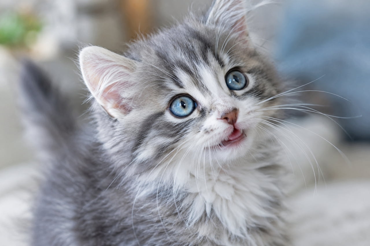 「ふかふかのボリューム毛がたまらない!好奇心旺盛なサイベリアンの美しい45度アングル🐈❄️」Ultra-realistic high-quality photograph of a Siberian kitten in a blue tabby and white coat. The 45-degree angle highlights its voluminous fluffy fur and large blue eyes. Soft natural light illuminates the rich texture against a smooth bokeh background. サイベリアン(ブルータビー&ホワイト)の子猫。45度のアングルから、ボリュームのある長毛と青みがかったタビー柄、そして丸く大きな青い瞳が美しく捉えられている。自然光がふかふかの被毛を照らし出し、背景の柔らかなボケが好奇心旺盛で活発な表情をより一層魅力的に見せている