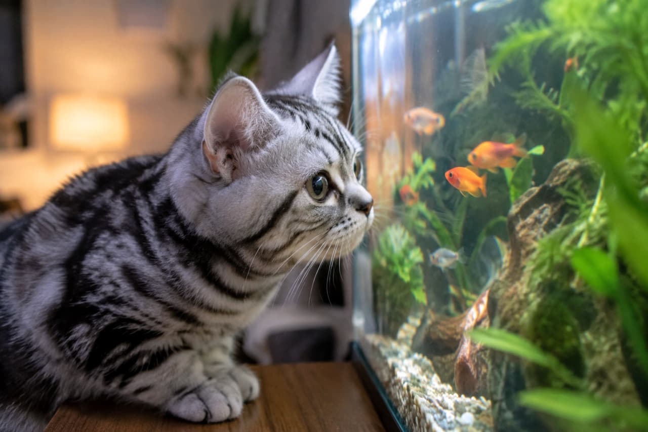 「泳ぐお魚さんに興味津々🐟🔥至近距離で見つめる真剣すぎる横顔から、今にも飛びつきそうなワクワク感が伝わってきます🐾」Ultra-realistic high-quality photograph of an American Shorthair cat observing glowing goldfish in a brightly lit aquarium, its silver tabby profile and wide curious eyes dramatically illuminated against a dim room background. 薄暗い部屋の中で、ライトアップされた水槽内を泳ぐ赤い金魚に顔を近づけてじっと見つめるアメリカンショートヘア。水槽の光が美しいシルバータビーの横顔と大きく見開いた瞳をドラマチックに照らし出し、猫の尽きない好奇心を鮮明に捉えた一枚