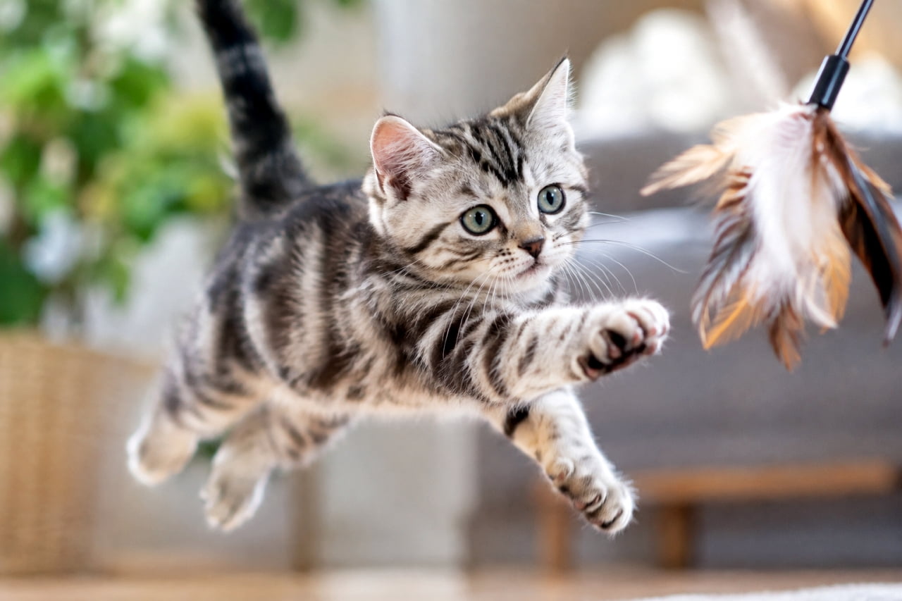 「狙いを定めて大ジャンプ!🐈💨 遊びに全力なアメショちゃんの躍動感あふれるワンシーンを激写しました📸 一緒に遊びたい人🙋♀️」Ultra-realistic high-quality photograph of a silver tabby American Shorthair kitten mid-air, leaping dynamically to catch a feather toy in a bright living room, showcasing intense focus and agile movement. リビングルームで羽根のおもちゃに向かってダイナミックに飛びかかるアメリカンショートヘアの子猫。空中でピンと伸ばした前足、力強く開いた指、真剣な緑の瞳、そして躍動感あふれるシルバータビーの模様が、明るい自然光の中で鮮明に捉えられた写真