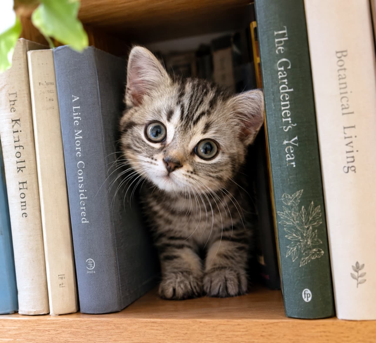 「本の隙間からひょっこりご挨拶🐾 読書タイムのこんな可愛いお邪魔ムシなら、いつだって大歓迎ですよね📖✨」Ultra-realistic high-quality photograph of a curious silver tabby American Shorthair kitten peeking out from a gap between vintage books on a wooden bookshelf, staring intently at the camera with large round eyes. アンティーク調の洋書が並ぶ木製の本棚の隙間にすっぽりと収まり、カメラをじっと見つめるアメリカンショートヘアの子猫。丸みを帯びた大きな瞳と、はっきりとしたシルバータビーの額のM字模様が、知的な空間の中で際立つ愛らしい一枚
