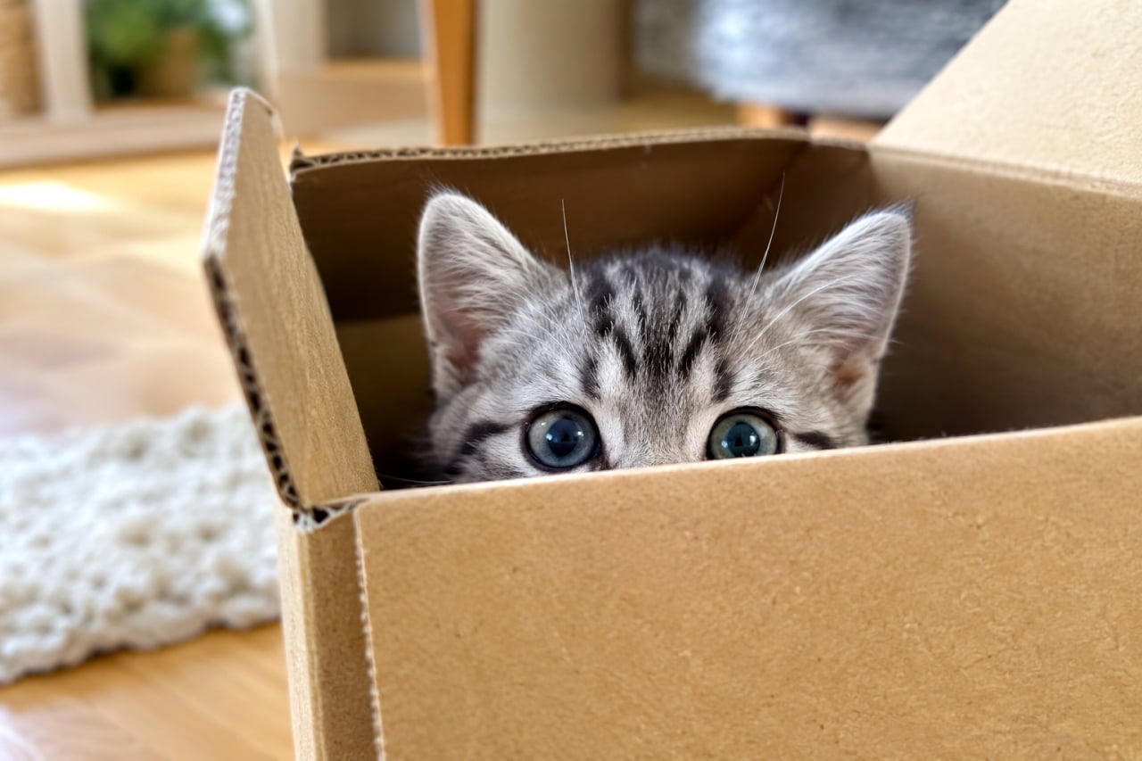 「お決まりの段ボール箱にすっぽり収まって大満足にゃん📦✨箱の中から見上げる純粋な瞳のパワーは反則級の可愛さですね💖」Ultra-realistic high-quality photograph of an American Shorthair kitten peeking out of a plain cardboard box, showing only the top half of its face with perked ears, distinct M-shaped forehead markings, and large, clear, curious eyes in a brightly lit room. 無地の段ボール箱の中からひょっこりと顔の半分だけを出して外を伺う、アメリカンショートヘアの子猫。明るい室内の光を受け、ピンと立った耳、額の鮮明なM字模様、そして好奇心に満ちた大きく透き通った丸い瞳が非常に印象的でユーモラスな一枚