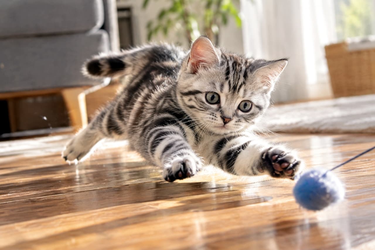 「青いボールめがけて全力ジャンプ!🐱💨遊びに全集中な真剣なお顔がたまらなく愛おしいですよね💕」Ultra-realistic high-quality photograph of a silver tabby American Shorthair kitten pouncing dynamically on a blue ball toy on a sunlit wooden floor, showcasing intense focus, agile movement, and beautifully illuminated fur. 暖かい陽射しが差し込むフローリングで、青いボールのおもちゃに向かってダイナミックに飛びかかるアメリカンショートヘアの子猫。美しいシルバーのクラシックタビーの被毛が光に透け、大きく見開いた真剣な瞳と力強く伸ばした前足、ピンと伸びたしっぽが躍動感あふれる一枚