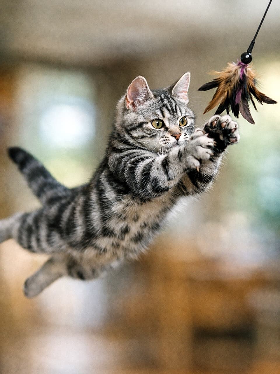 「空中戦、完全勝利の瞬間。羽根は逃げても、集中力は逃がさない子猫」Photorealistic American Shorthair kitten jumping mid-air to catch a feather toy, eyes focused, motion-blurred background. 羽根のおもちゃを追って宙に跳ぶアメリカンショートヘアの子猫。鋭い目線と動きを感じる背景