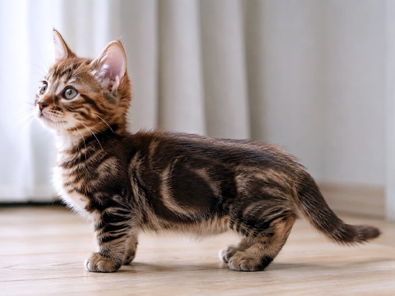 「この短足たまらん〜っ😍🐾上を見上げるお顔と美しいチョコレートタビー模様にキュン死確定💘 #ミヌエット #猫のいる暮らし」Ultra-realistic high-quality photograph of a Minuet chocolate tabby kitten in a full side profile standing pose. The characteristic short legs, clear tabby patterns, and curious expression looking upward are perfectly detailed on a wooden floor. 明るい室内のフローリングに立つ、ミヌエット（チョコレートタビー）の子猫のリアルな全身横顔写真。特有の短い脚と、美しい渦巻き状のタビー模様がくっきりと描かれ、少し上を見上げるあどけない表情とピンと立った耳が魅力的