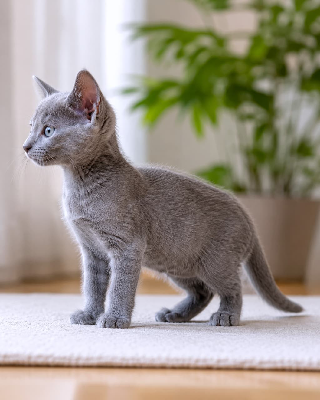 「見とれちゃうほどの美しさ🥺✨ロシアンブルーの子猫の横顔って、なんでこんなに気品があるんだろう…🌿💙 #猫のいる暮らし」Ultra-realistic high-quality photograph of a Russian Blue kitten in a full side profile pose standing on a light carpet. Featuring detailed blue-grey fur texture, upright ears, and clear eyes, with a softly blurred indoor plant in the background under natural lighting.　柔らかな室内光を浴びて左を見つめる、ロシアンブルーの子猫の美しい全身横顔ショット。特有のブルーグレーのベルベットのような被毛の質感が緻密に表現され、ピンと立った耳と澄んだブルーの瞳が印象的です。背景には観葉植物がぼんやりと配置され、静かで優雅な雰囲気を醸し出しています