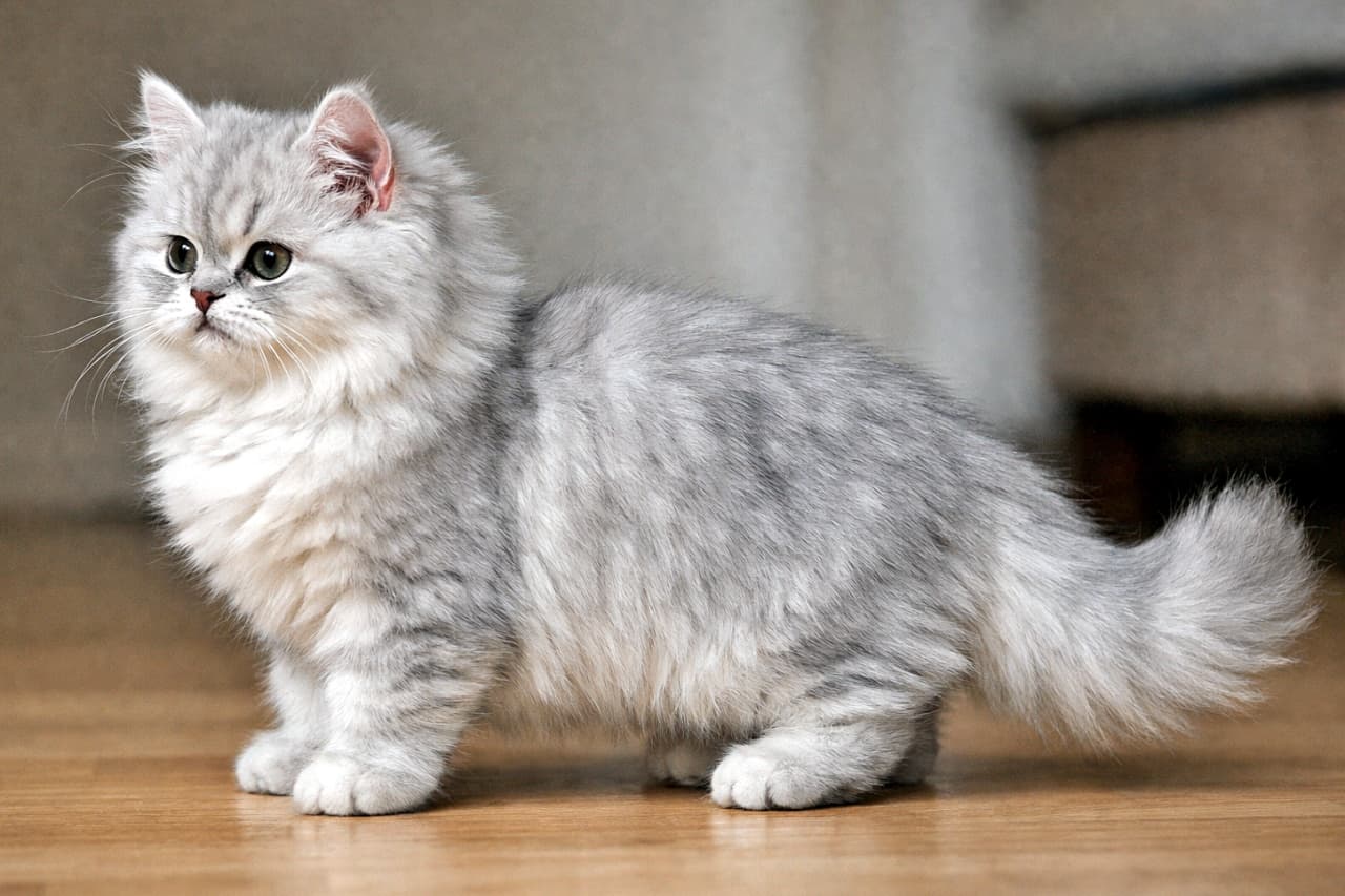 A silver shaded Persian (doll face) kitten in a full side profile, standing indoors under soft lighting, with detailed fluffy fur and upright ears visible from head to tail. 室内の柔らかな光の中で、頭から尻尾まで全身が写った横向きのシルバーシェーデッド・ペルシャ（ドールフェイス）の子猫。ふわふわした被毛と立った耳がはっきり見える