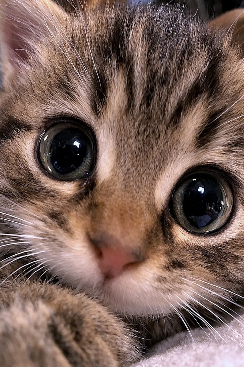 「画面いっぱいに広がるキジトラ子猫の超接写。きらきらした大きな瞳と繊細な毛並みがくっきり映る、思わず見つめ返したくなるリアルな一枚」Extreme close-up photo of a fluffy tabby kitten with large round eyes, nose slightly out of frame, realistic lighting and detailed fur texture. ふわふわのキジトラ子猫の顔を極端に近距離で撮影した写真。大きな瞳が印象的で、鼻は少しフレームから外れたリアルな接写