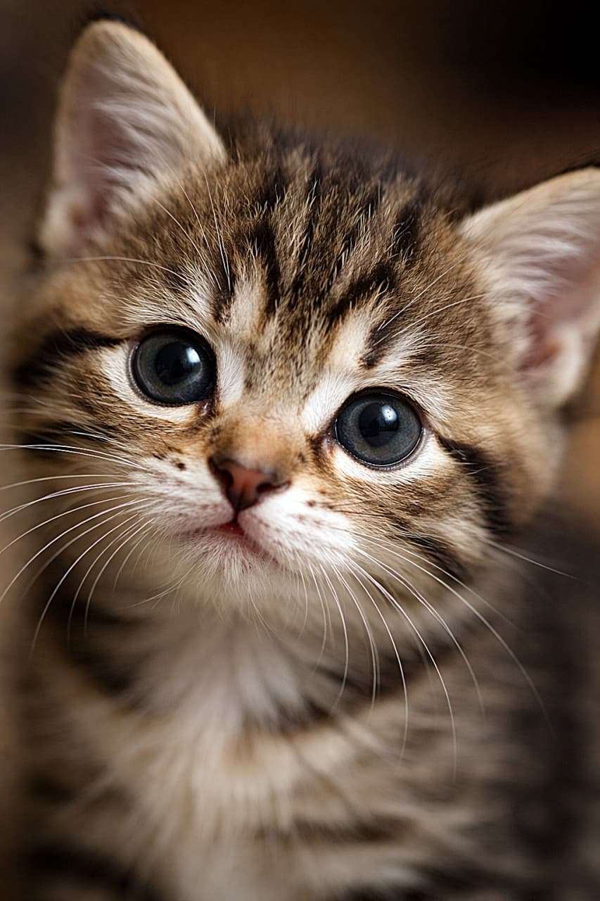 「大きな瞳でこちらを見つめるキジトラの子猫を超接写。ひげや毛並みまでくっきり写り、片耳だけやさしくボケた立体感のある一枚🐾」Ultra-detailed close-up of a tabby kitten’s face with large blue-gray eyes, whiskers sharply visible, and one ear softly out of focus against a warm blurred background. 大きな青灰色の瞳をしたキジトラの子猫の顔を超接写した写真。ひげや毛並みが精細に写り、片方の耳はやわらかくボケて背景は暖色のぼかし