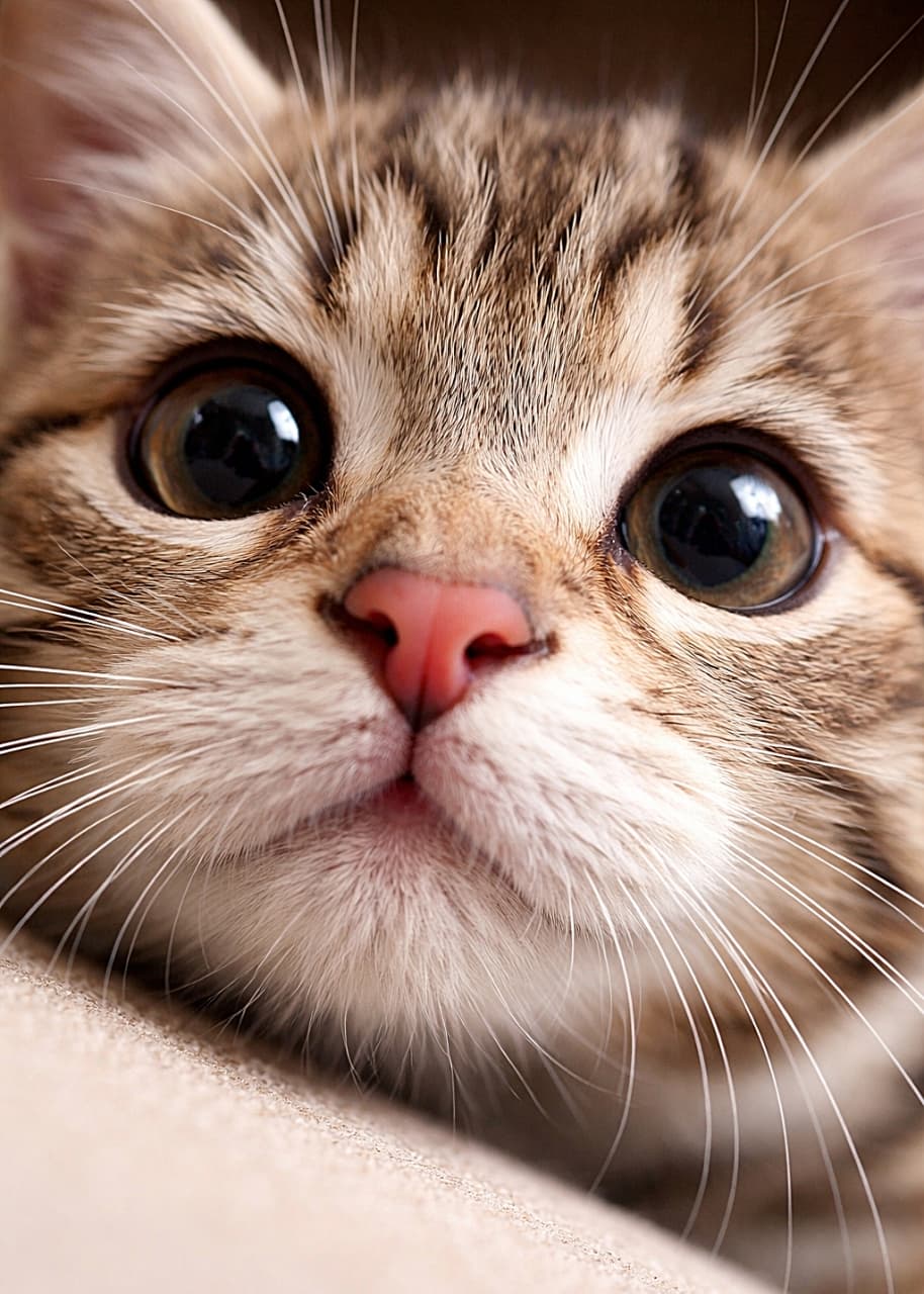 「画面いっぱいに近づいた子猫の顔。フレームの端にちょこんと触れるピンクの鼻先と、つややかな瞳、繊細なひげまでくっきり写った超接写の一枚🐾✨」Ultra-detailed close-up photo of a tabby kitten’s face, its pink nose touching the edge of the frame, with large glossy eyes and fine whiskers in sharp focus against a softly blurred background. フレームの端にピンク色の鼻先が触れるほど近づいた、キジトラの子猫の超接写。大きくつやのある瞳と細いひげがくっきり写り、背景はやわらかくぼけている