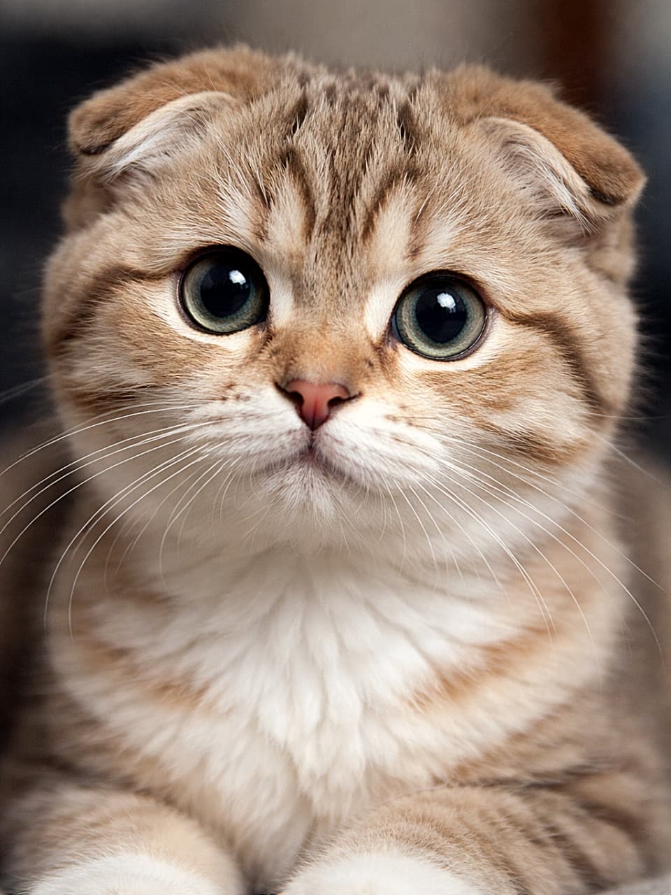 「耳をきゅっと後ろに倒したスコティッシュフォールドの子猫を超接写。大きな丸い瞳とやわらかな毛並みが際立つ、思わず見つめたくなるフォトリアルな一枚🐱✨」Photorealistic close-up of a Scottish Fold kitten’s face with ears folded back, large round eyes and soft brown-and-cream fur. 耳を後ろに倒したスコティッシュフォールドの子猫の顔のクローズアップ。大きな丸い目とブラウンとクリーム色のやわらかな毛並みが写るフォトリアルな写真