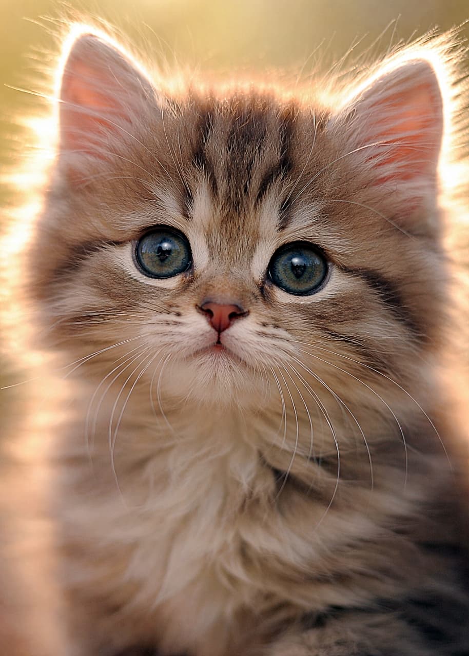 「暖かな光が耳の輪郭をやさしく縁取り、子猫のふわりとした毛並みがやわらかく輝く。カメラをまっすぐ見つめる瞳が印象的な穏やかなクローズアップ🐾」High-resolution close-up of a fluffy tabby kitten facing forward, warm sunlight forming a soft halo around both ears and outlining its fur. 両耳の縁に暖かな光の輪ができたキジトラの子猫の正面クローズアップ。やわらかな逆光が毛並みを縁取り、穏やかな輝きを作る