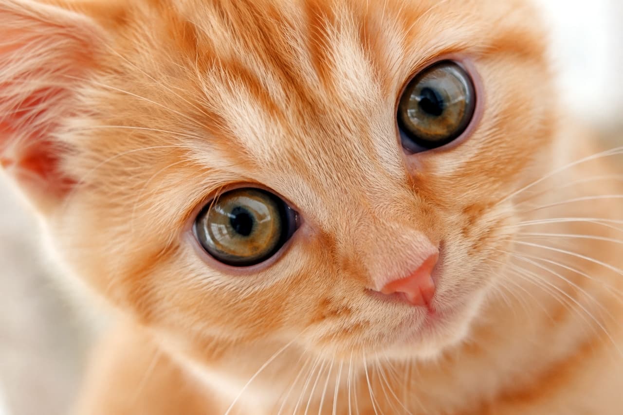「こんなに見つめられたらたまらない！吸い込まれそうな大きな瞳の茶トラ子猫ちゃん🐈✨お鼻のピンクも最高！🐱✨」Ultra-realistic high-quality photograph of a ginger tabby kitten in an extreme close-up. The image captures its large, shining hazel eyes, vibrant pink nose, and fluffy golden fur in exquisite detail under bright natural lighting. 画面いっぱいに顔を近づけてこちらを見つめる、茶トラ（レッドタビー）の子猫の超ドアップ写真。光を反射して輝く大きなヘーゼルカラーの瞳、鮮やかなピンク色のお鼻、そして黄金色に輝くふわふわの被毛の質感が、明るい自然光の中で非常に高精細に捉えられています