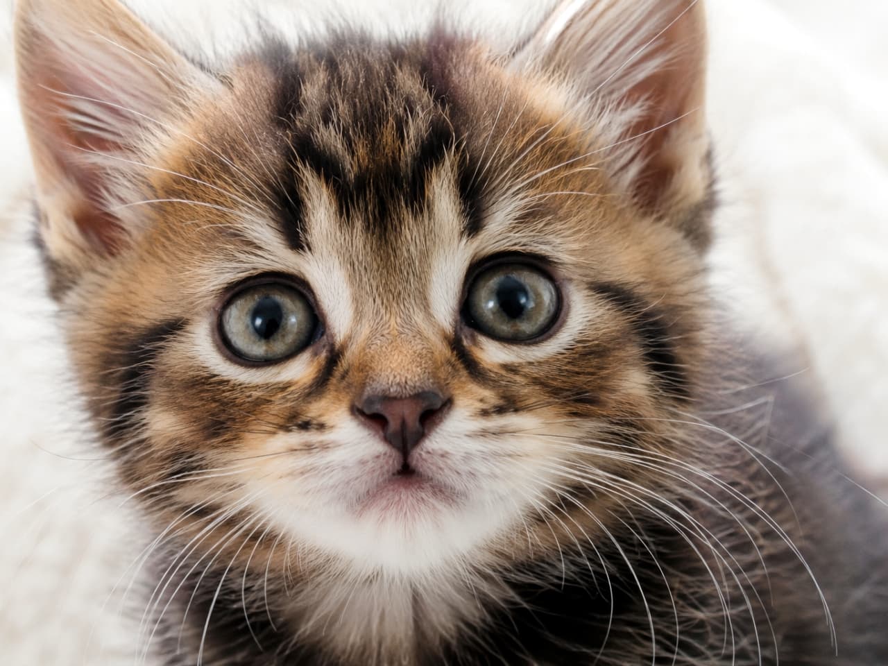 「じーっと見つめる視線から逃れられない！おでこのM字模様もバッチリなキジトラ子猫ちゃん🐾ずっと見ていたい✨」Ultra-realistic high-quality photograph of a fluffy brown tabby kitten staring directly at the camera against a soft white background. The close-up showcases its distinct M-shaped forehead marking, perked-up ears, and large, round, slightly greyish eyes, emphasizing the soft and voluminous texture of its coat. ふわふわの白い背景（毛布など）を背に、真正面からカメラをじっと見つめるキジトラ（ブラウンタビー）の子猫のアップ写真。額のくっきりとしたM字模様、ピンと立った耳、そして少しグレーがかった大きくて丸いつぶらな瞳が特徴的です。被毛の柔らかさと豊かなボリューム感が伝わる高精細な一枚