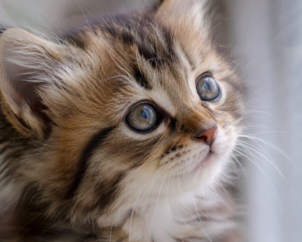 「何を真剣に見つめているのかな？瞳に光を宿した長毛キジトラ子猫ちゃんの横顔が美しすぎます✨」Ultra-realistic high-quality photograph of a longhaired brown tabby kitten looking up diagonally. The stunning profile close-up highlights its clear hazel eyes reflecting window light, fluffy neck ruff, and long whiskers illuminated by soft natural light. 窓の外を斜め上に見上げるような、長毛種のキジトラ（ブラウンタビー）の子猫の横顔クローズアップ写真。澄み切ったヘーゼルカラーの瞳に映り込む窓の光、豊かでふわふわとした首周りの飾り毛、そしてピンと伸びた長いヒゲが、柔らかい自然光の中で克明に描写されています