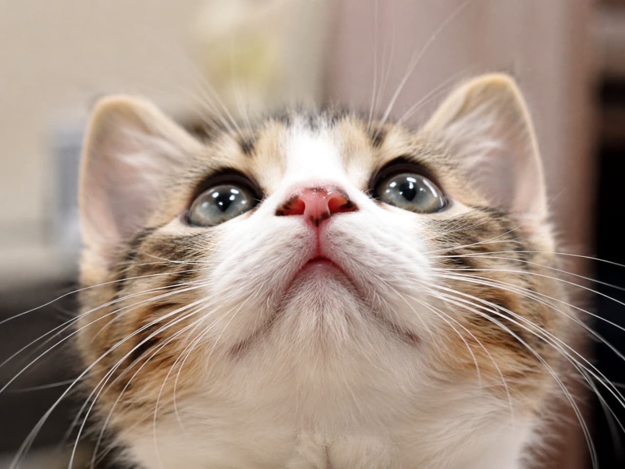 「上を見上げるお顔がたまらない！お鼻の模様とふわふわのあご毛に触れたくなっちゃうキジ白子猫ちゃん🐈✨」Ultra-realistic high-quality photograph of a tabby and white kitten looking up intently. The close-up captures its clear round eyes, adorable pink nose with tiny spots, and fluffy white chin fur in soft indoor lighting. 真上をじっと見つめるキジ白（タビー＆ホワイト）の子猫の顔の接写写真。希望に満ちたような丸く澄んだ瞳、少しブチ模様のある愛らしいピンクのお鼻、そして真っ白でふわふわな顎下の被毛が、柔らかな室内光の中で克明に捉えられています