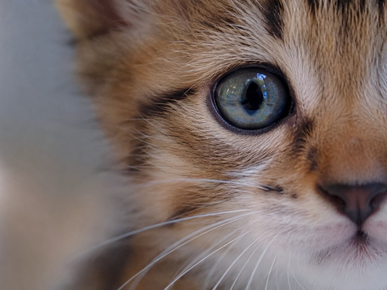 「瞳の奥の世界まで見えちゃう！キジトラ子猫の美しすぎる瞳にフォーカスした大迫力マクロショット📸片目が隠れても、その瞳に宿る好奇心は隠せない✨」Ultra-realistic high-quality photograph showcasing a macro half-face portrait of a brown tabby kitten. The extreme close-up reveals the intricate iris details of its transparent blue-green eye, dark eyeliner markings, and individual short hairs with astonishing sharpness. キジトラ（ブラウンタビー）の子猫の顔の右半分を切り取った、大迫力のマクロポートレート写真。ガラス玉のように透き通ったブルーグリーンの瞳の複雑な虹彩、目の周りのアイライン模様、そして密集した短い被毛の1本1本が、驚異的なシャープさで描写されています