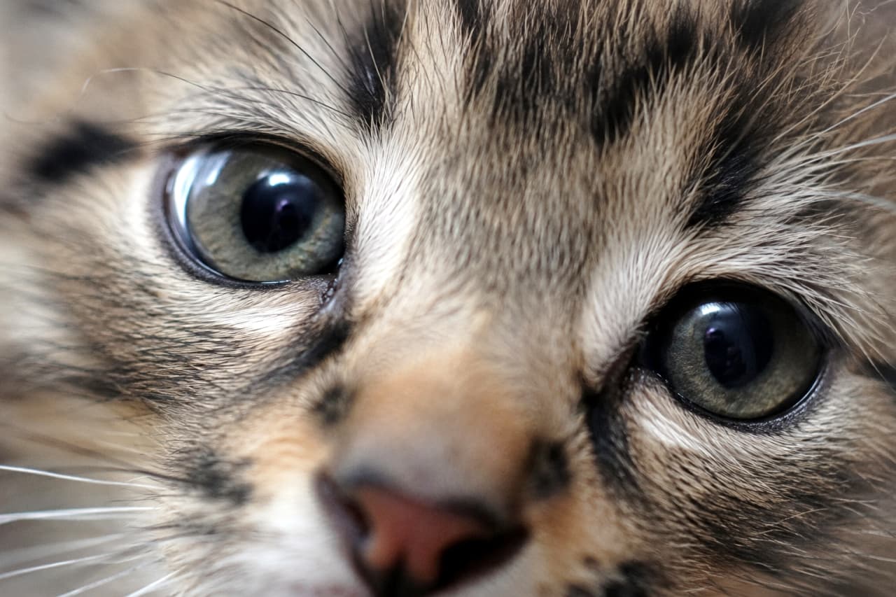 「瞳の奥まで見えちゃいそう！キジトラ子猫の超絶ドアップ👀✨毛並みのモフモフ感まで伝わる奇跡の1枚です🐈」Ultra-realistic high-quality photograph featuring an extreme macro portrait of a brown tabby kitten. The highly detailed image reveals the intricate tabby patterns, individual strands of fur, and vibrant green eyes reflecting bright window light as beautiful catchlights. キジトラ（ブラウンタビー）の子猫の顔を極限までクローズアップしたマクロポートレート写真。深いグリーンの瞳には窓の光が反射し、美しいキャッチライトを作り出しています。おでこの複雑な縞模様、密集した短い被毛の1本1本、そして長いヒゲの根元までが驚異的な解像度で描写