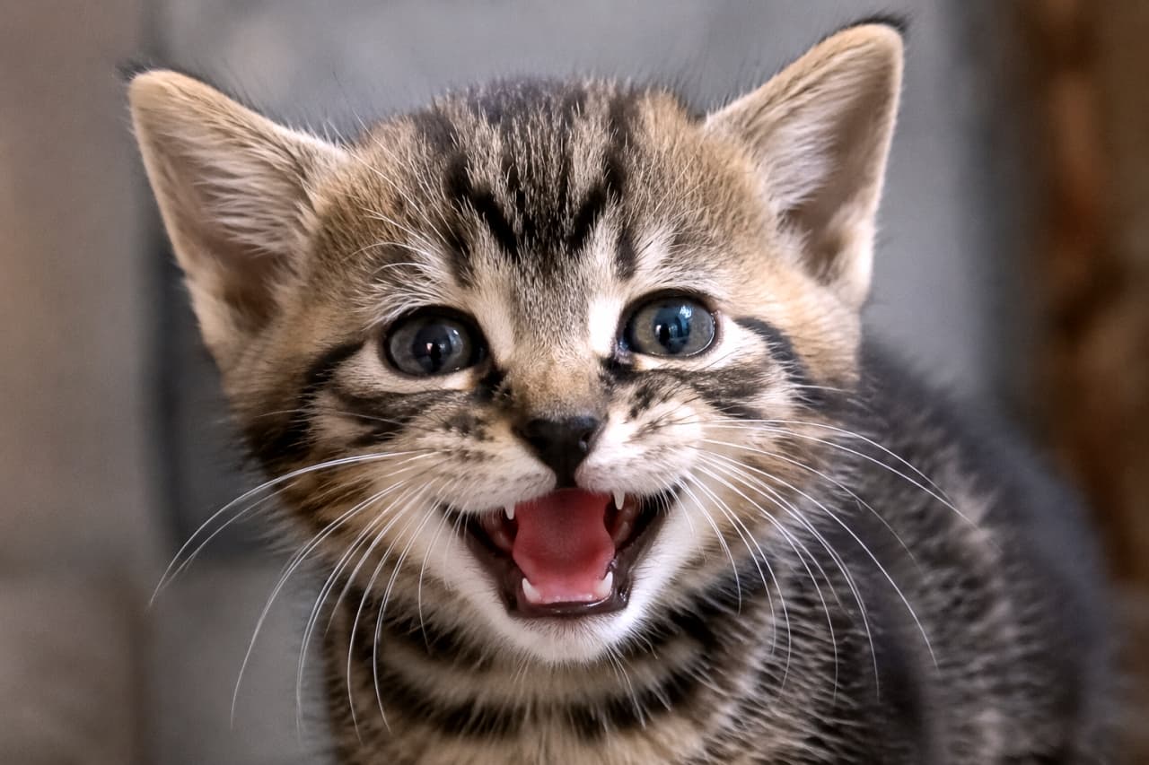 「「ねぇねぇ聞いて！」と元気いっぱいにおしゃべりするキジトラ子猫ちゃん🐈ちっちゃな歯が可愛すぎる！」Ultra-realistic high-quality photograph of a brown tabby kitten meowing energetically with its mouth wide open. The close-up captures its wide round eyes, pink inner mouth with tiny white teeth, and expressive ear movements, conveying a strong sense of dynamism. カメラに向かって大きく口を開け、「ニャー」と元気いっぱいに鳴いているキジトラの子猫の顔の接写写真。真ん丸に見開かれた瞳、ピンク色の口の中と小さな白い歯、そして感情豊かに少し外側へ向いた耳の動きが、躍動感たっぷりに捉えられています