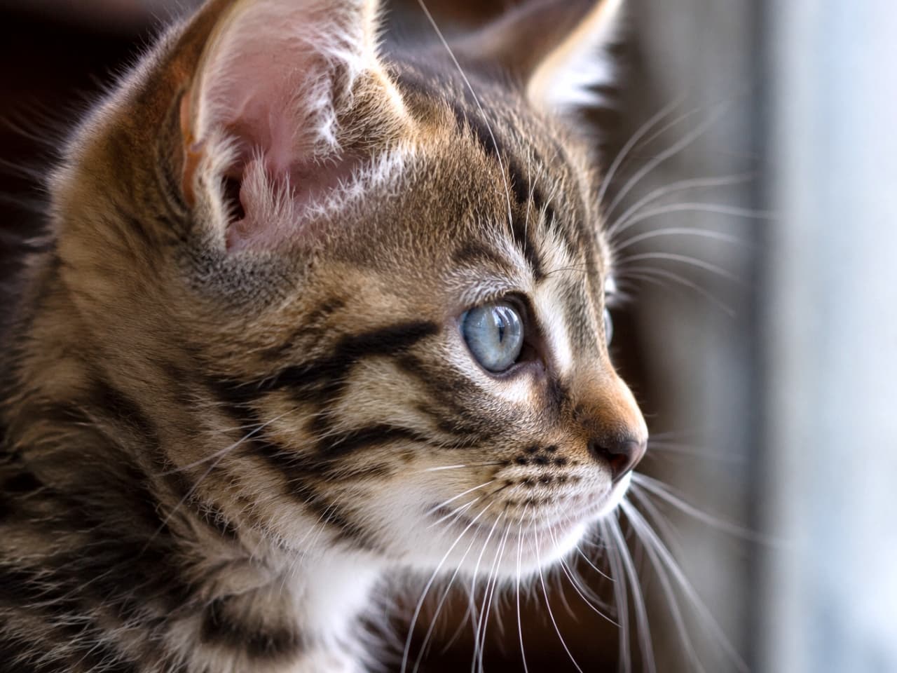「視線の先には何があるのかな？窓辺の光を浴びたキジトラ子猫の凛とした横顔から目が離せません🐈✨」Ultra-realistic high-quality photograph featuring a close-up profile of a brown tabby kitten looking straight to the right. The image captures its clear blue-grey eyes, distinct striped patterns, and soft ear fuzz illuminated by gentle natural window light. 画面右側を真っ直ぐに見つめる、キジトラ（ブラウンタビー）の子猫の横顔クローズアップ写真。透明感のあるブルーグレーの瞳、くっきりとした美しい縞模様、そして耳周りのふわふわとした産毛が、窓辺の柔らかな自然光に照らされて高精細に捉えられています