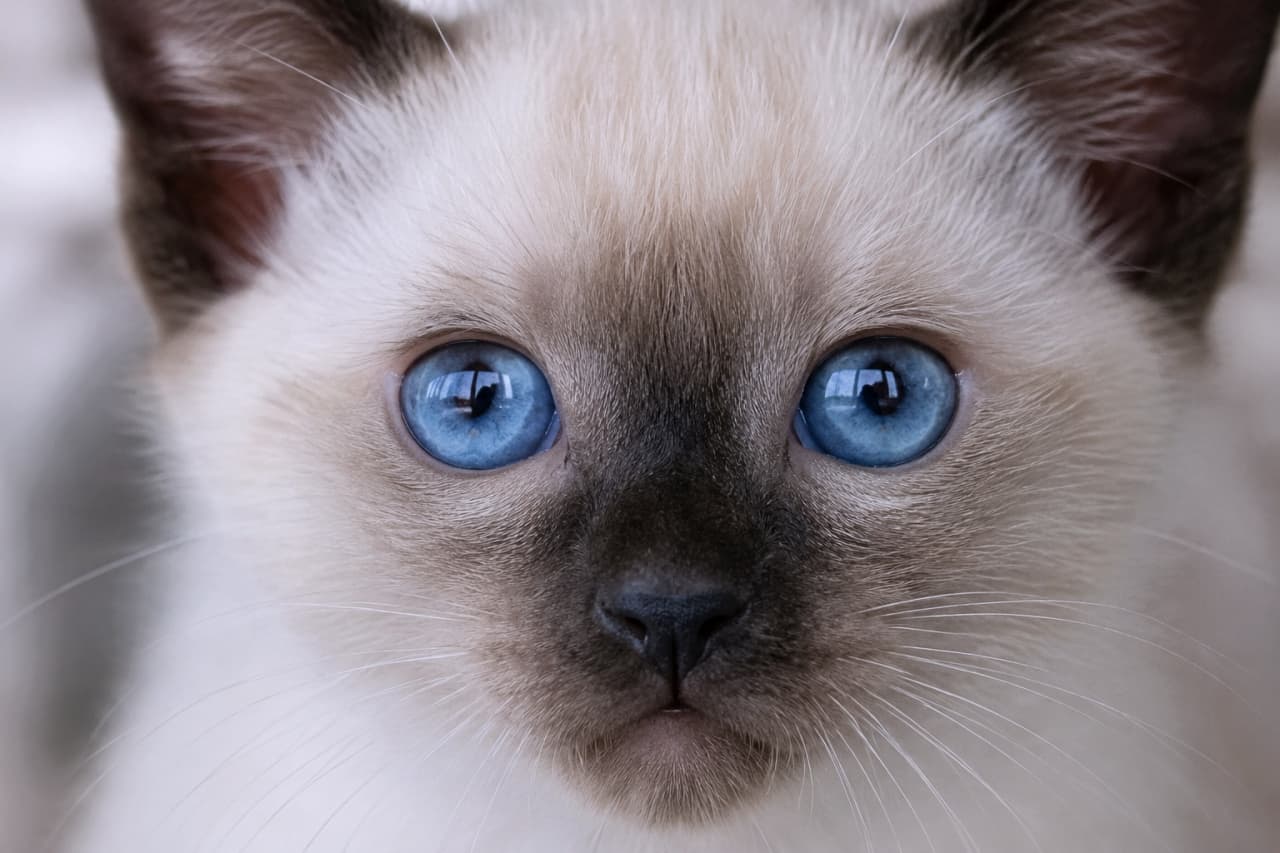 「宝石のようなブルーの瞳から目が離せない！神秘的な美しさを放つシャム猫の子猫ちゃんに夢中です💎✨」Ultra-realistic high-quality photograph of a Siamese kitten staring straight into the camera. The macro portrait exquisitely details its striking color-point coat and mesmerizing, jewel-like sapphire blue eyes, exuding an elegant and mysterious atmosphere. 真正面からカメラを真っ直ぐに見つめる、シャム猫（ポインテッド）の子猫の顔の接写写真。顔の中心や耳のダークな毛色と、対照的に明るいクリーム色の被毛、そして何よりも宝石のように透明感のあるサファイアブルーの瞳が、高精細かつ神秘的な雰囲気で捉えられています