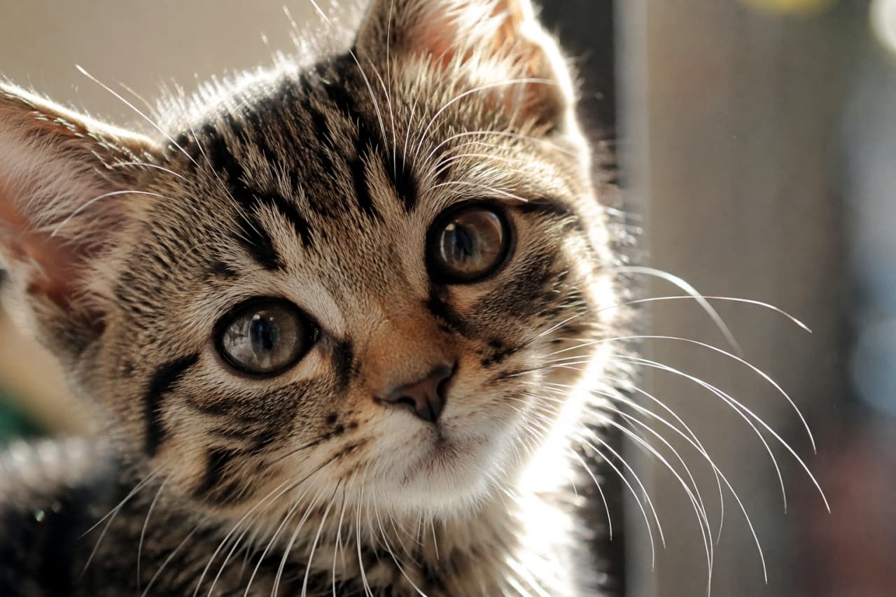 「お日様の光を浴びてキラキラ輝くキジトラ子猫ちゃん☀️真剣な眼差しから目が離せません🐾」Ultra-realistic high-quality photograph of a brown tabby kitten illuminated by warm natural sunlight. The close-up beautifully details its curious large hazel eyes, intricate tabby patterns, and glowing whiskers against a smoothly blurred background. 窓際からの温かい自然光に包まれたキジトラの子猫の顔のクローズアップ写真。光に透けて輝く耳やヒゲの1本1本、好奇心旺盛にこちらを見つめる大きく澄んだヘーゼルカラーの瞳、緻密な額の縞模様が、背景の美しいボケ味とともにドラマチックに描写されています