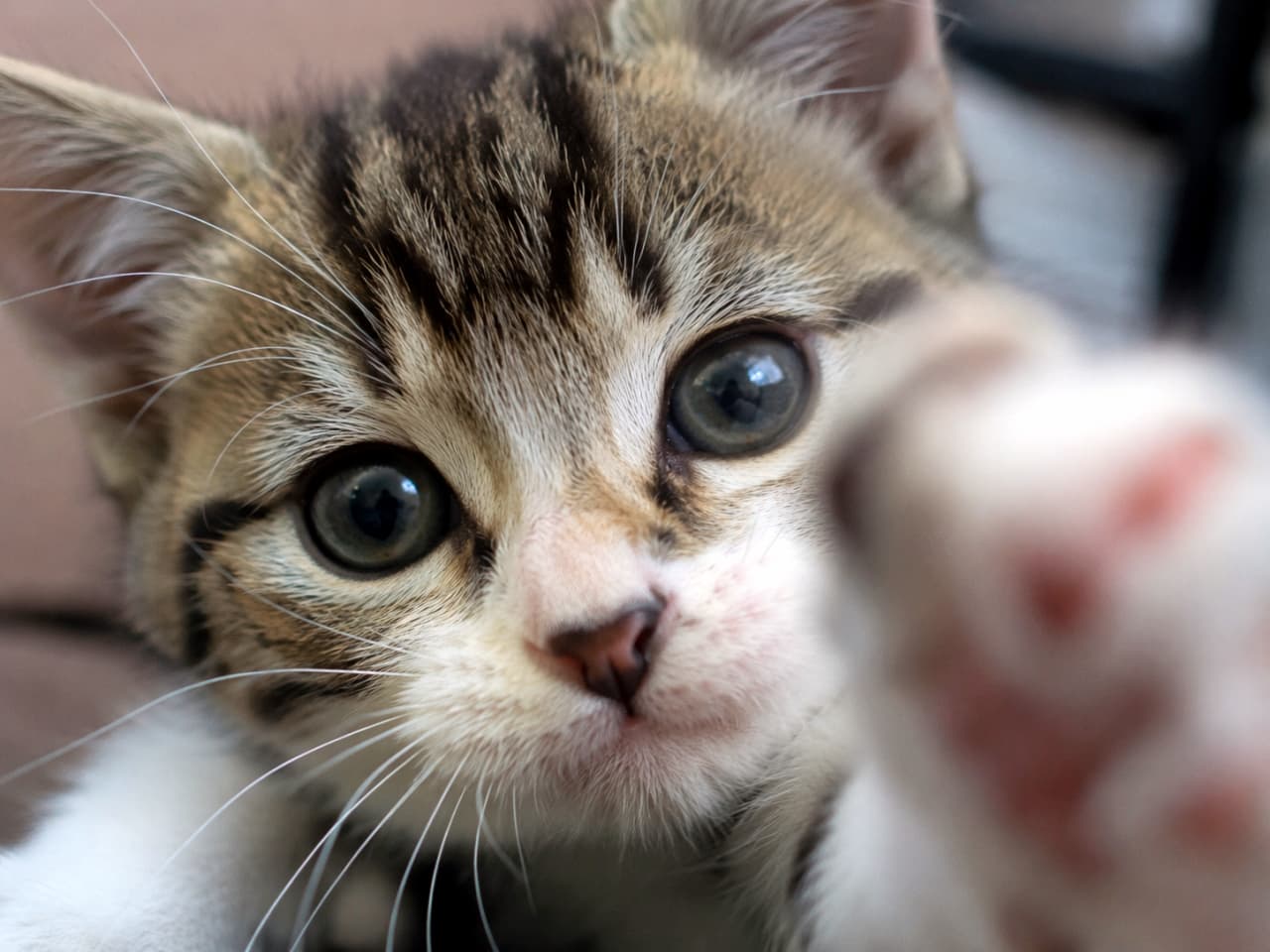 「カメラに向かって「えいっ！」🐾レンズにちょっかいを出すキジ白子猫ちゃんの肉球サービスショットです✨」Ultra-realistic high-quality photograph of a tabby and white kitten reaching its right paw towards the camera lens. The close-up highlights its wide, curious eyes and pink nose, with the dramatically blurred pink paw pads in the foreground emphasizing the wide-angle perspective. カメラのレンズに向かって右の前足をグッと伸ばしてくる、キジ白（タビー＆ホワイト）の子猫の接写写真。大きく見開かれた好奇心旺盛な瞳、ピンクのお鼻、そして手前に大きくボケて写り込んだピンク色の肉球が、広角レンズ特有の遠近感を強調してダイナミックに描写されています
