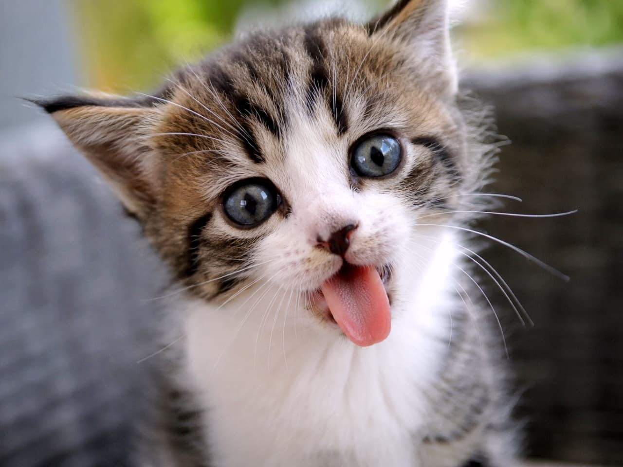 「ペロッと出した舌が反則級の可愛さ！お茶目な表情で見つめてくるキジ白子猫ちゃんにメロメロです💕」Ultra-realistic high-quality photograph of a tabby and white kitten tilting its head and sticking out its pink tongue. The close-up captures its clear blue eyes and playful expression against a soft, blurred green background, highlighting its energetic charm. 少し首を傾げて舌をペロッと出した、キジ白の子猫の顔の接写写真。透き通るようなブルーの瞳、お茶目な表情で作られたピンク色の舌、ピンと張ったヒゲが特徴的です。背景の爽やかなグリーンのボケが、元気いっぱいでコミカルな雰囲気を際立たせています