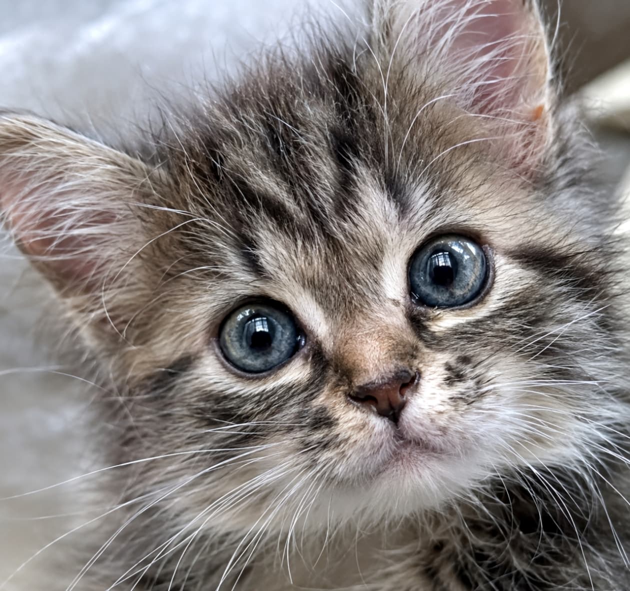 「吸い込まれそうなブルーグレーの瞳！キリッとしたお顔立ちのキジトラ子猫ちゃんから目が離せません👀🐾」Ultra-realistic high-quality photograph of a brown tabby kitten in a tight close-up. The highly detailed image highlights its captivating blue-grey eyes, intricate forehead stripes, and sharp whiskers in calm lighting. キジトラ（ブラウンタビー）の子猫の顔を真正面から捉えたクローズアップ写真。深い青灰色（ブルーグレー）の吸い込まれるような瞳、額の複雑な縞模様、そして一本一本まで鮮明なヒゲが、落ち着いた光の中で緻密に描写されています