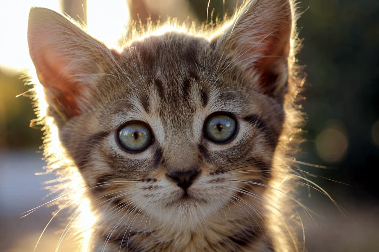 「黄金色の光に包まれて神々しさすら感じる！夕暮れの光を浴びたキジトラ子猫ちゃんのドラマチックな一枚🌇」Ultra-realistic high-quality photograph of a brown tabby kitten illuminated by golden hour backlighting. The rim light creates a glowing golden aura around its fur, beautifully highlighting its transparent green eyes in a warm, nostalgic atmosphere. 夕暮れ時の金色の光（ゴールデンアワー）を背に受けて佇む、キジトラ子猫の顔の接写写真。逆光によって輪郭の被毛が黄金色のオーラのように輝き、透き通ったグリーンの瞳が、温かくノスタルジックな雰囲気の中でドラマチックに捉えられています