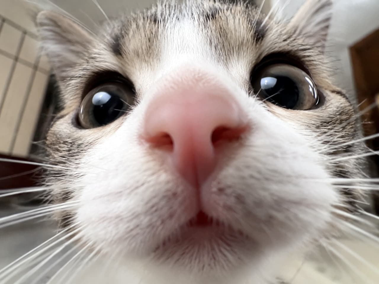「カメラに興味津々！お鼻がドーンと迫ってくる大迫力のドアップ顔がたまらなく愛おしい🐾👀」Ultra-realistic high-quality photograph of a tabby and white kitten captured with a wide-angle lens for an extreme close-up. The dramatic perspective emphasizes its large pink nose and round, curious eyes, creating a highly comical and impactful visual effect. 広角レンズを使用して顔のパーツを極端に強調した、キジ白子猫の超クローズアップ写真。画面中央に迫る大きなピンクのお鼻と、両端に配置されたまん丸の大きな瞳がコミカルで好奇心旺盛な表情を作り出し、ユニークでインパクトのある視覚効果を生み出しています