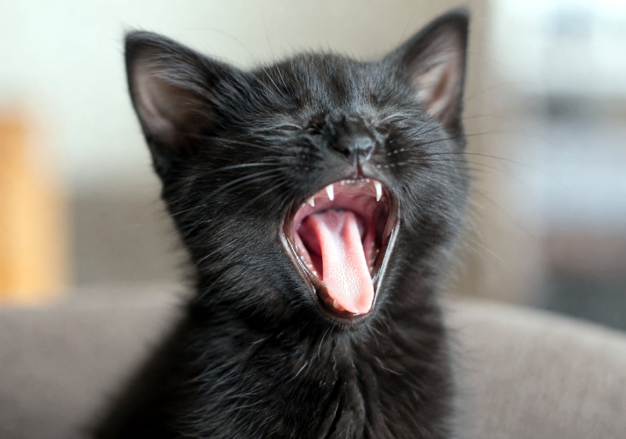 「「ふわぁ〜！」全力の大あくびを見せてくれた黒猫の子猫ちゃん🐾ちっちゃなキバとピンクの舌が愛おしい！💤」Ultra-realistic high-quality photograph of a black kitten yawning widely with its eyes squeezed shut. The extreme close-up highlights its tiny sharp white teeth, bright pink tongue, and the glossy texture of its black fur against a smoothly blurred background. 目をぎゅっと閉じて大あくびをしている黒猫の子猫の顔の接写写真。大きく開けた口からは、鮮やかなピンク色の舌と、生え揃ったばかりの小さく鋭い白い歯がはっきりと見えます。柔らかな自然光が黒い被毛のツヤを浮き上がらせ、背景は優しくボケて猫の表情を際立たせています