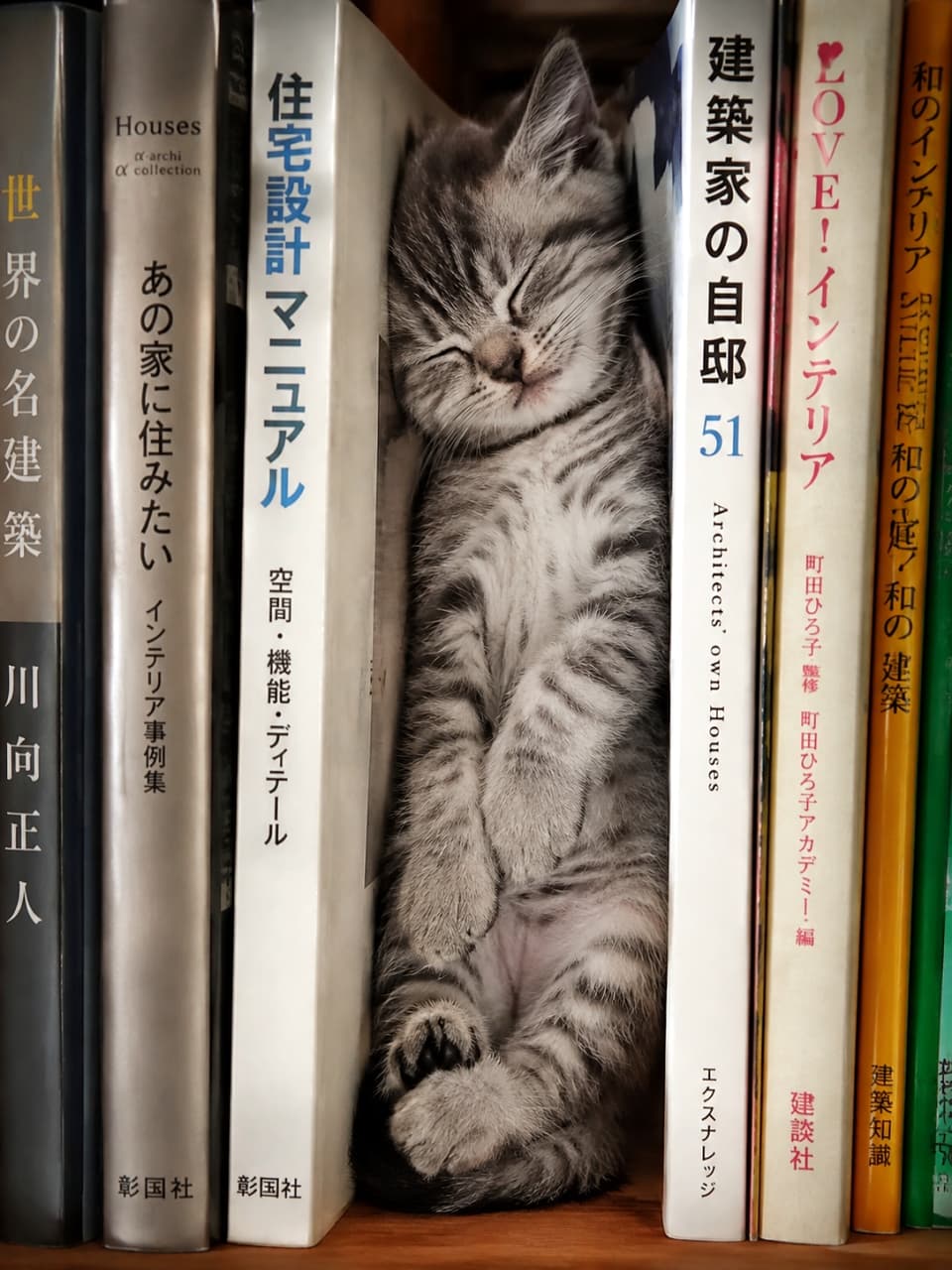 「建築の勉強中に睡魔に負けちゃった？📐 隙間にジャストフィットしてて思わず笑っちゃうね🤭📚」Ultra-realistic high-quality photograph of a silver tabby kitten wedged vertically on its back between Japanese architecture books. The beautiful silver and black striped fur is clearly depicted, along with the charming paw pads of its curled hind legs. The contrast between the intellectual bookshelf and the defenseless sleeping posture is captivating. 「住宅設計マニュアル」など日本語の建築専門書が並ぶ本棚の隙間に、お腹を上にして縦にすっぽり収まって眠るサバトラの子猫。美しいシルバーと黒の縞模様の被毛がクリアに描写され、きゅっと曲げた後ろ足の肉球も魅力的。知的な本棚と無防備な寝姿のギャップが目を引く