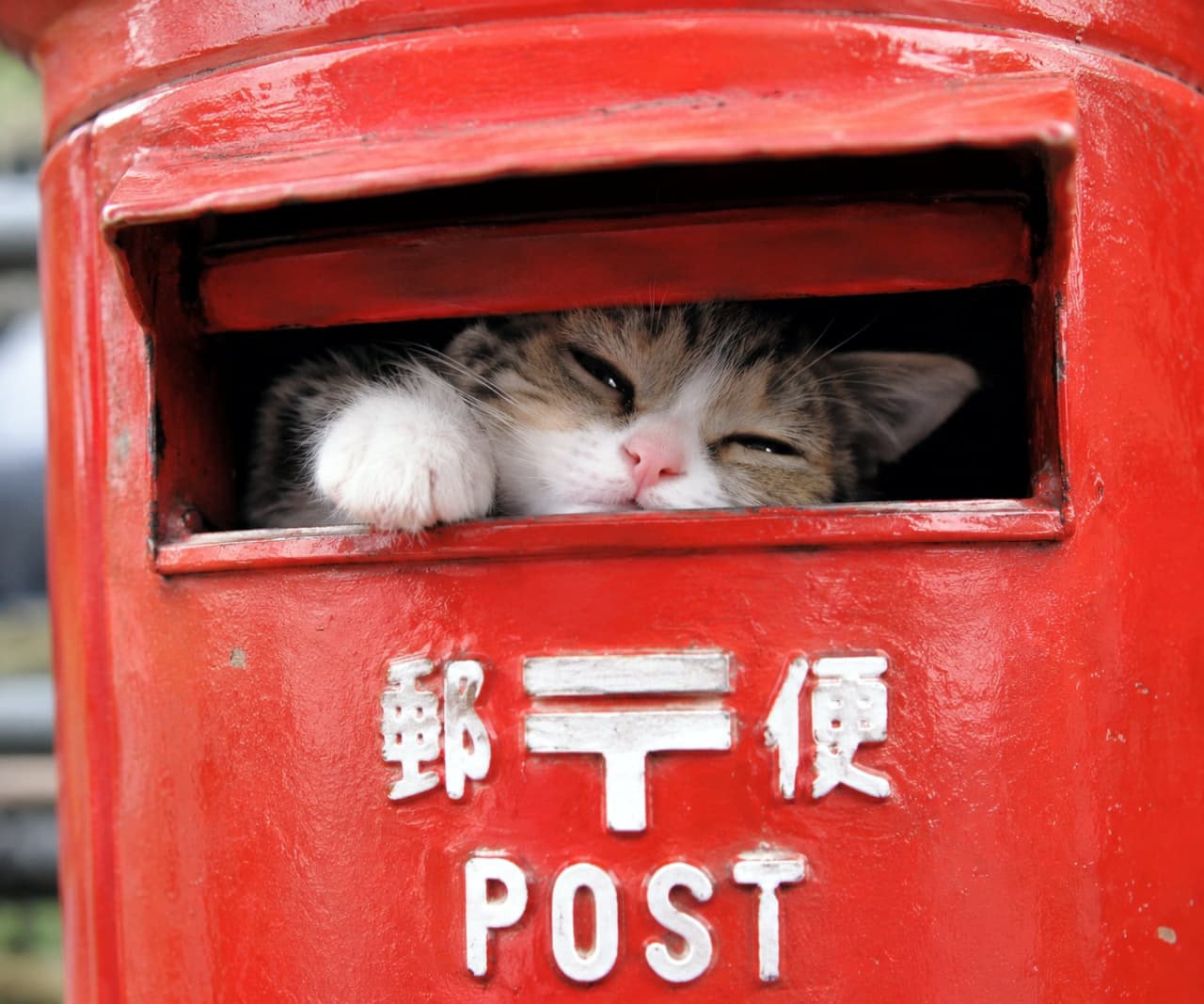 「ポストの中にお届け物です📮🐾 眠くてたまらないお顔の小さな配達員さんに、思わず笑顔になっちゃうね💌✨」Ultra-realistic high-quality photograph of a sleepy tabby and white kitten peeking its face and fluffy white paw out of a retro red Japanese postbox. The contrast between the bright red painted metal with white "POST" lettering and the kitten's defenseless, half-closed eyes creates a highly unique and endearing scene. 昭和レトロな赤い丸型ポストの投函口から、半分眠そうな顔とふっくらとした白い前足を覗かせるキジ白の子猫。白地にブラウンと黒の縞模様が入った被毛、とろんとした細い目が愛嬌たっぷり。「郵便 POST」という白い文字の刻印と真っ赤な塗装の重厚感が、子猫の無防備な表情とユニークなコントラストを生み出している