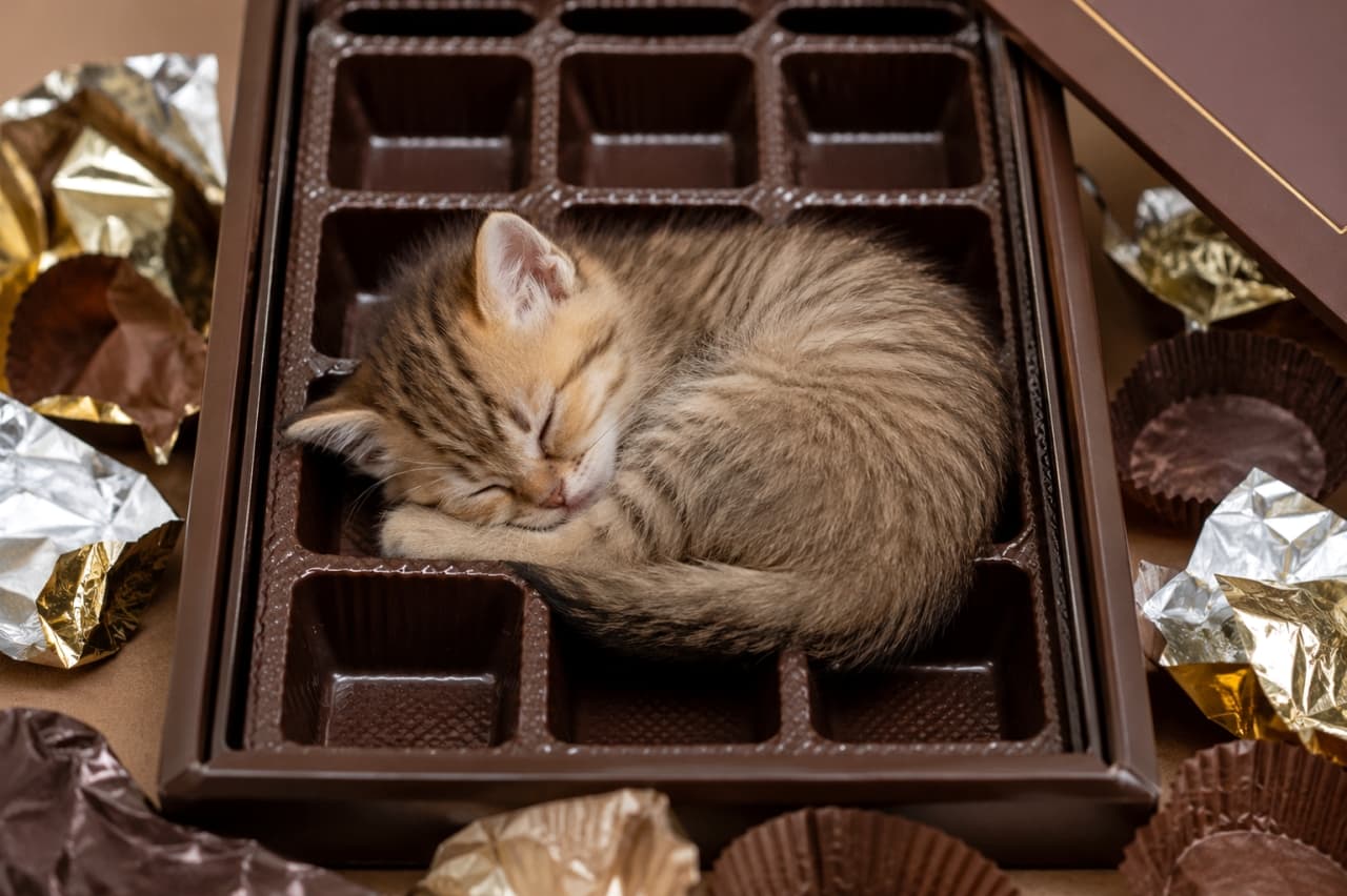 「チョコを食べ終わった箱に、一番甘くて可愛い中身が入ってた🍫🐾 サイズ感がぴったりすぎて芸術的だね🎨💕」Ultra-realistic high-quality photograph of a tabby kitten sleeping curled up perfectly inside a single compartment of a brown luxury chocolate tray. The kitten's beautiful light and dark brown striped fur blends seamlessly with the chocolate packaging color. Scattered gold and silver wrappers and paper cups around it create a quiet, sweet afterglow of an event. 綺麗に仕切られたブラウンの高級チョコレートの空きトレイの中で、一つの仕切りにすっぽりと体を収めて丸く眠るキジトラの子猫。明るめのブラウンと濃いブラウンの美しい縞模様が、チョコレートのパッケージカラーと見事に同化している。周囲に散らばった金や銀の包み紙、紙カップが、イベント後の静かで甘い余韻を演出