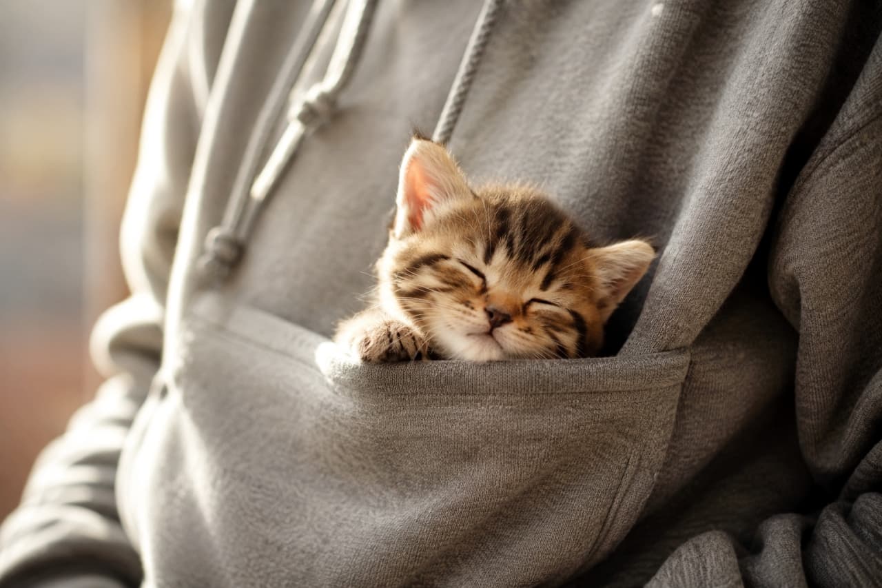 「パーカーのポケットが世界一安心するベッド🧥💤 飼い主さんの体温を感じながら、どんな夢を見ているのかな？🐈✨」Ultra-realistic high-quality photograph of a tabby kitten sleeping soundly inside the front pocket of a person's grey sweatshirt hoodie, with only its face and one front paw peeking out. The brown fur shining in the warm sunlight, tightly closed eyes, and relaxed mouth show complete comfort. The thick, soft texture of the hoodie fabric evokes winter warmth. 人物の着用するグレーのスウェットパーカーのフロントポケットにすっぽりと収まり、顔と片方の前足だけを出してスヤスヤと熟睡するキジトラの子猫。温かな日差しを浴びて輝くブラウンの被毛と、ギュッと閉じた目元、リラックスしきった口元が安心感を物語っている。パーカーの厚手で柔らかな生地の質感が、冬の温もりを感じさせる