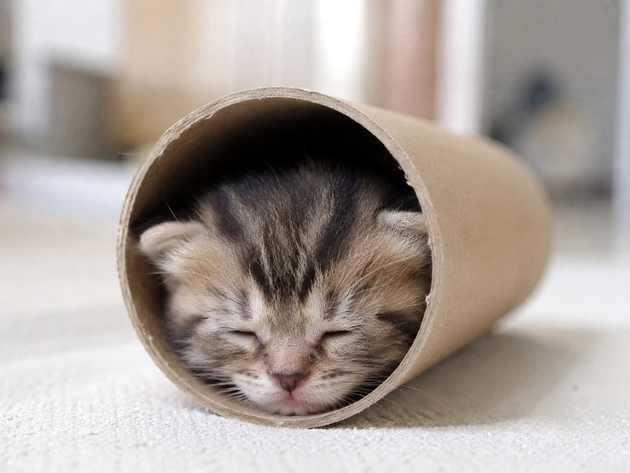 「どうしてそこに入ったの！？📦 筒の中でジャストフィットして眠る姿が、シュールでたまらなく可愛いね😂🐾」Ultra-realistic high-quality photograph of a tabby kitten sleeping peacefully with its face and body snugly tucked inside a long, craft-colored cardboard tube. The outline of its face perfectly matching the tube's edge, the distinct M-shaped forehead marking, and the pale pink nose are finely detailed. The tube on a white carpet with a softly lit indoor background captures a heartwarming everyday happening. クラフトカラーの細長い段ボールの筒の中に顔と体をすっぽりと押し込み、目を閉じてスヤスヤと眠るキジトラの子猫。筒の縁にぴったりと沿った顔の輪郭、額のくっきりとしたM字模様、淡いピンクの鼻先が精細に描写されている。白いカーペットの上に置かれた筒と、ぼんやりと明るい室内の背景が、日常の微笑ましいハプニングを切り取っている