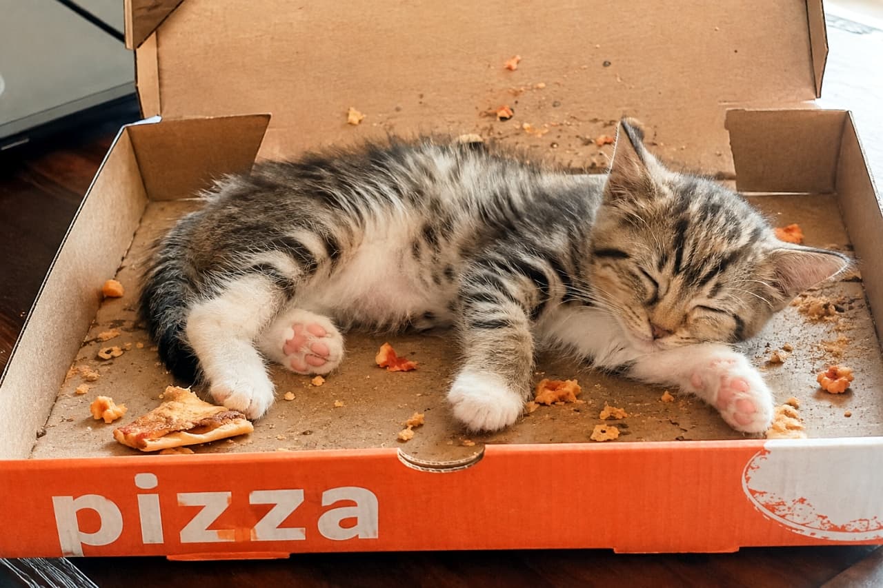 「ピザパーティーの後はここでおやすみタイム🍕💤 お腹いっぱい食べて大満足の寝顔が最高すぎるっ🤤💕」Ultra-realistic high-quality photograph of a white-bellied tabby kitten fast asleep inside an open orange pizza box. The kitten is lying on its side, exposing its soft white belly fur and pink paw pads. Scattered pizza crusts and crumbs inside the box create a charming contrast with the innocent sleeping face. 「pizza」と書かれたオレンジ色のピザの空き箱の中で、無防備に横たわって眠る白キジトラの子猫。柔らかなお腹の白い毛と、ピンと伸ばした足のピンク色の肉球がはっきりと見える。箱の中にはピザの耳や食べこぼしが散らばっており、ジャンクでカジュアルな雰囲気と子猫の愛らしい寝顔のギャップが魅力的