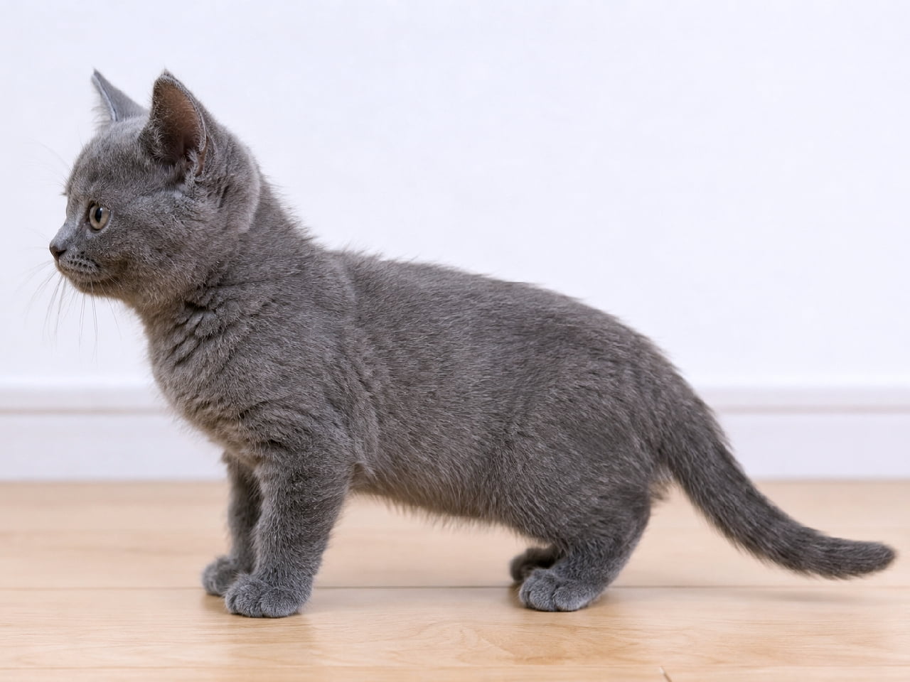 「このモフモフ感、まさにベルベット🐈✨シャルトリューちゃん特有のグレーの美しさが際立つ横顔ですね☁️ #シャルトリュー #猫好き #美猫 #にゃんすたぐらむ #猫のいる暮らし #子猫 #猫好きさんと繋がりたい」Ultra-realistic high-quality photograph of a Chartreux kitten (solid gray) standing in a perfect left-facing side profile. Showcasing dense, velvet-like blue-gray fur textured with natural shadows and sharp focus on the expressive eyes and upright ears. 左を向いて佇む、シャルトリュー(ソリッドグレー)の子猫の横顔。ベルベットのように密で柔らかな青灰色の被毛が、自然な影によって立体的に見える。ピンと立った耳と、こちらを見つめる好奇心旺盛な瞳がリアルに描写された高解像度写真